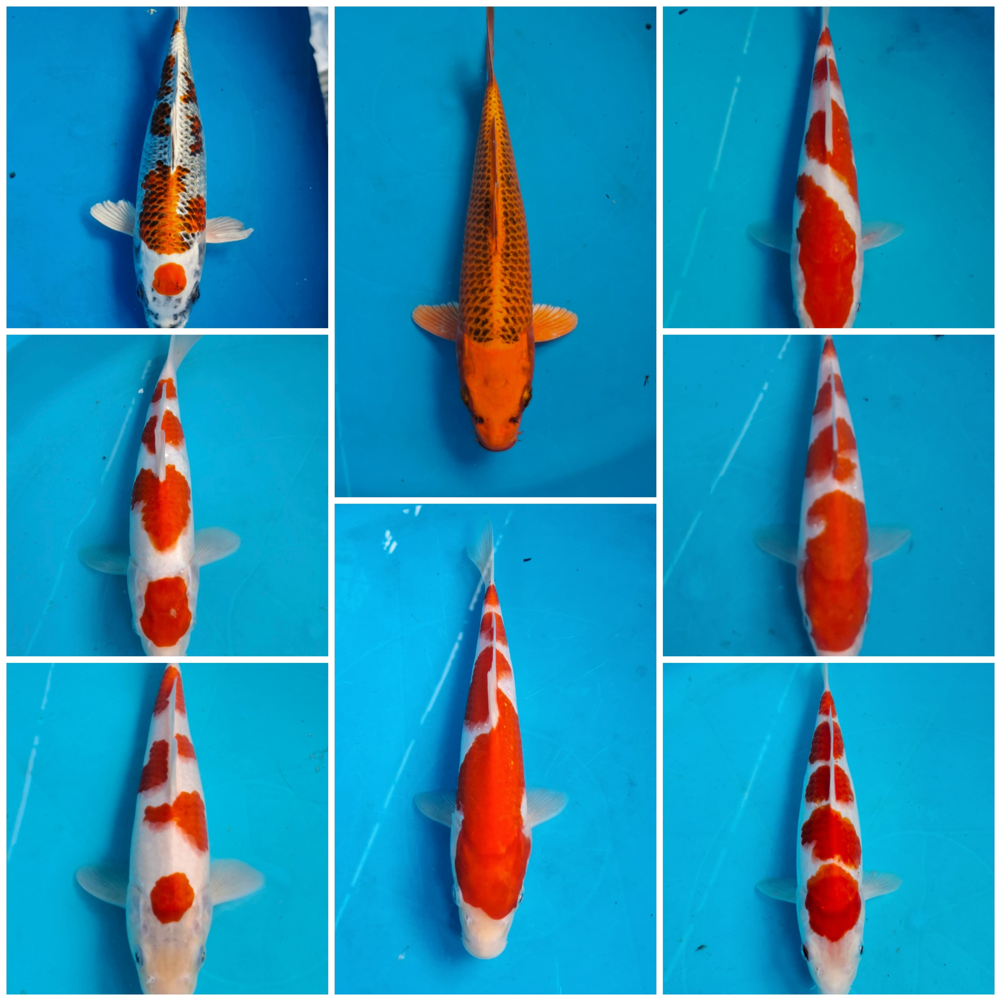 Lelang Koi Online, Jual Beli Ikan Koi, Pasar Koi Terbaik, Agen Lelang Koi, Penawaran Koi Berkualitas, Harga Jual Koi, Lelang Ikan Koi Import, Beli Koi Online, Jual Koi Murah, Koi Showroom, Penjual Koi Terpercaya, Lelang Koi Jakarta, Jual Koi Lokal, Koi Kualitas Unggul, Harga Terbaik Koi, Jual Koi Indukan, Lelang Ikan Hias Koi, Pasar Koi Indonesia, Beli Koi Berkualitas Tinggi, Koi Farm Terbesar, Jual Beli Koi Impor, Lelang Ikan Koi Kualitas Premium, Daftar Harga Koi Terbaru, Pusat Jual Beli Koi, Info Lelang Koi Hari Ini.