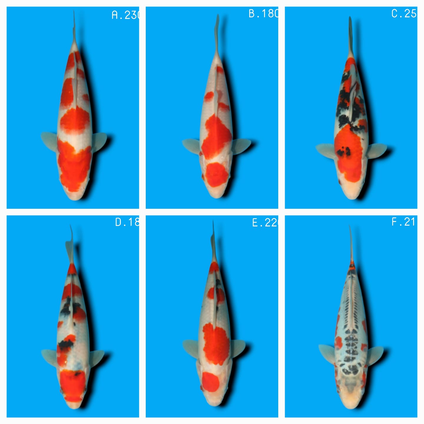 Lelang Koi Online, Jual Beli Ikan Koi, Pasar Koi Terbaik, Agen Lelang Koi, Penawaran Koi Berkualitas, Harga Jual Koi, Lelang Ikan Koi Import, Beli Koi Online, Jual Koi Murah, Koi Showroom, Penjual Koi Terpercaya, Lelang Koi Jakarta, Jual Koi Lokal, Koi Kualitas Unggul, Harga Terbaik Koi, Jual Koi Indukan, Lelang Ikan Hias Koi, Pasar Koi Indonesia, Beli Koi Berkualitas Tinggi, Koi Farm Terbesar, Jual Beli Koi Impor, Lelang Ikan Koi Kualitas Premium, Daftar Harga Koi Terbaru, Pusat Jual Beli Koi, Info Lelang Koi Hari Ini.