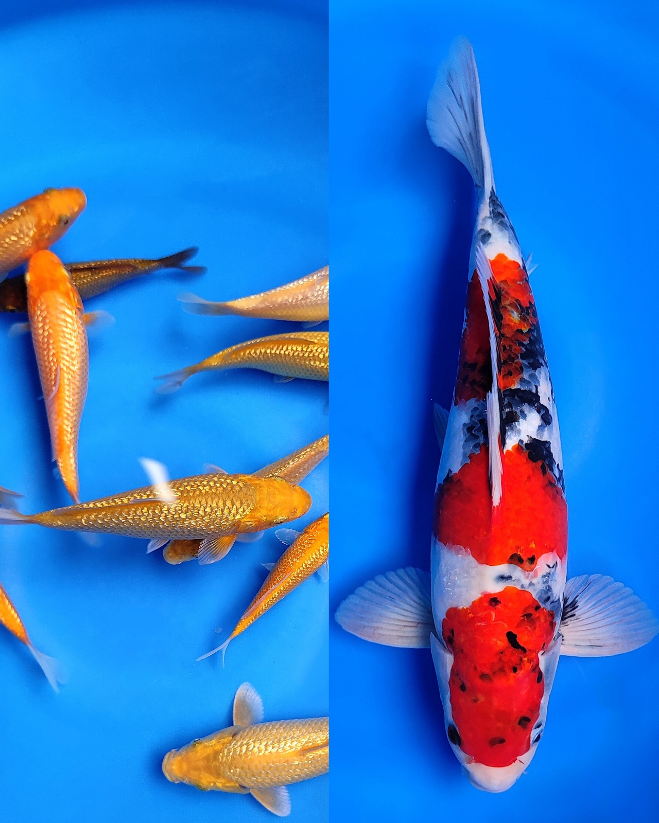 Lelang Koi Online, Jual Beli Ikan Koi, Pasar Koi Terbaik, Agen Lelang Koi, Penawaran Koi Berkualitas, Harga Jual Koi, Lelang Ikan Koi Import, Beli Koi Online, Jual Koi Murah, Koi Showroom, Penjual Koi Terpercaya, Lelang Koi Jakarta, Jual Koi Lokal, Koi Kualitas Unggul, Harga Terbaik Koi, Jual Koi Indukan, Lelang Ikan Hias Koi, Pasar Koi Indonesia, Beli Koi Berkualitas Tinggi, Koi Farm Terbesar, Jual Beli Koi Impor, Lelang Ikan Koi Kualitas Premium, Daftar Harga Koi Terbaru, Pusat Jual Beli Koi, Info Lelang Koi Hari Ini.