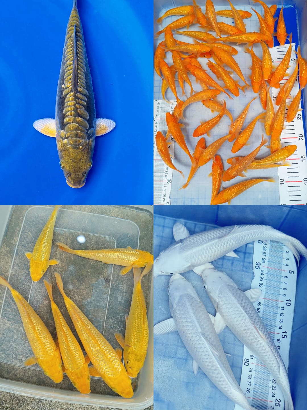 Lelang Koi Online, Jual Beli Ikan Koi, Pasar Koi Terbaik, Agen Lelang Koi, Penawaran Koi Berkualitas, Harga Jual Koi, Lelang Ikan Koi Import, Beli Koi Online, Jual Koi Murah, Koi Showroom, Penjual Koi Terpercaya, Lelang Koi Jakarta, Jual Koi Lokal, Koi Kualitas Unggul, Harga Terbaik Koi, Jual Koi Indukan, Lelang Ikan Hias Koi, Pasar Koi Indonesia, Beli Koi Berkualitas Tinggi, Koi Farm Terbesar, Jual Beli Koi Impor, Lelang Ikan Koi Kualitas Premium, Daftar Harga Koi Terbaru, Pusat Jual Beli Koi, Info Lelang Koi Hari Ini.