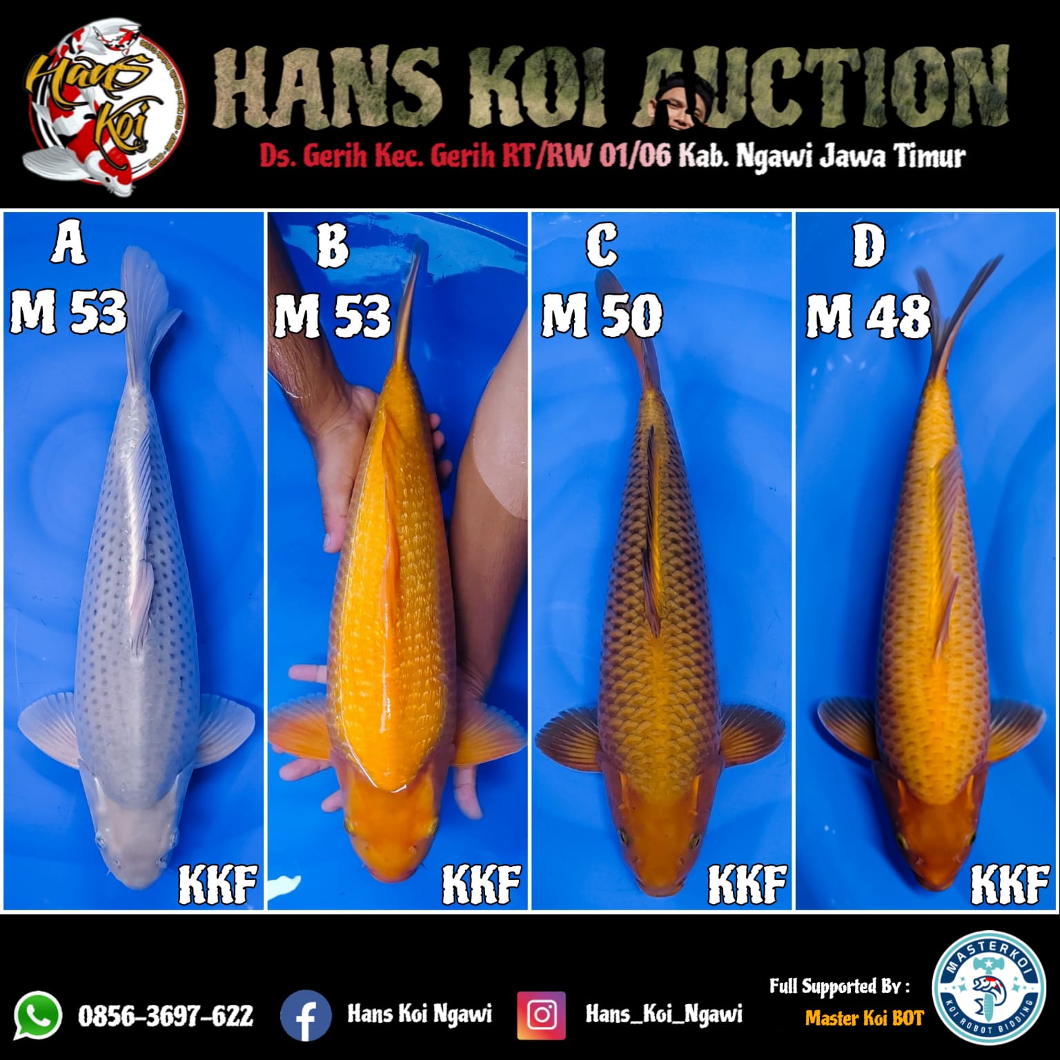 Lelang Koi Online, Jual Beli Ikan Koi, Pasar Koi Terbaik, Agen Lelang Koi, Penawaran Koi Berkualitas, Harga Jual Koi, Lelang Ikan Koi Import, Beli Koi Online, Jual Koi Murah, Koi Showroom, Penjual Koi Terpercaya, Lelang Koi Jakarta, Jual Koi Lokal, Koi Kualitas Unggul, Harga Terbaik Koi, Jual Koi Indukan, Lelang Ikan Hias Koi, Pasar Koi Indonesia, Beli Koi Berkualitas Tinggi, Koi Farm Terbesar, Jual Beli Koi Impor, Lelang Ikan Koi Kualitas Premium, Daftar Harga Koi Terbaru, Pusat Jual Beli Koi, Info Lelang Koi Hari Ini.