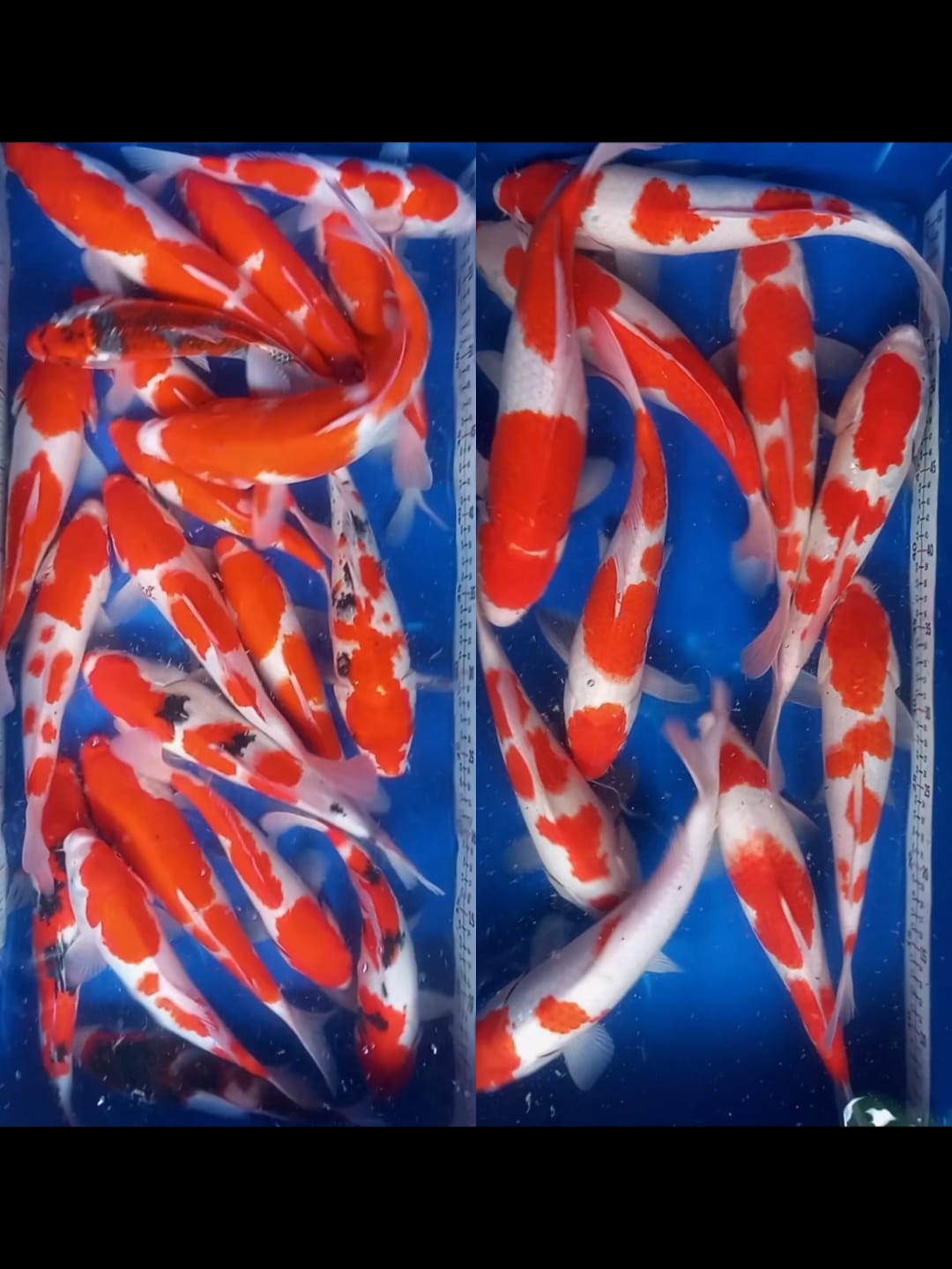 Lelang Koi Online, Jual Beli Ikan Koi, Pasar Koi Terbaik, Agen Lelang Koi, Penawaran Koi Berkualitas, Harga Jual Koi, Lelang Ikan Koi Import, Beli Koi Online, Jual Koi Murah, Koi Showroom, Penjual Koi Terpercaya, Lelang Koi Jakarta, Jual Koi Lokal, Koi Kualitas Unggul, Harga Terbaik Koi, Jual Koi Indukan, Lelang Ikan Hias Koi, Pasar Koi Indonesia, Beli Koi Berkualitas Tinggi, Koi Farm Terbesar, Jual Beli Koi Impor, Lelang Ikan Koi Kualitas Premium, Daftar Harga Koi Terbaru, Pusat Jual Beli Koi, Info Lelang Koi Hari Ini.