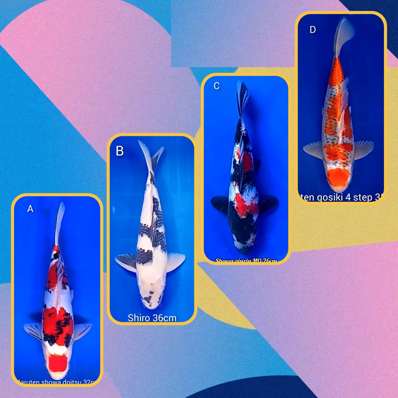 Lelang Koi Online, Jual Beli Ikan Koi, Pasar Koi Terbaik, Agen Lelang Koi, Penawaran Koi Berkualitas, Harga Jual Koi, Lelang Ikan Koi Import, Beli Koi Online, Jual Koi Murah, Koi Showroom, Penjual Koi Terpercaya, Lelang Koi Jakarta, Jual Koi Lokal, Koi Kualitas Unggul, Harga Terbaik Koi, Jual Koi Indukan, Lelang Ikan Hias Koi, Pasar Koi Indonesia, Beli Koi Berkualitas Tinggi, Koi Farm Terbesar, Jual Beli Koi Impor, Lelang Ikan Koi Kualitas Premium, Daftar Harga Koi Terbaru, Pusat Jual Beli Koi, Info Lelang Koi Hari Ini.