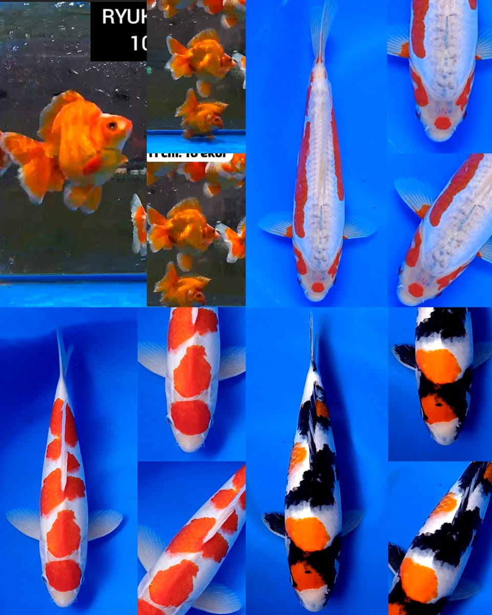 Lelang Koi Online, Jual Beli Ikan Koi, Pasar Koi Terbaik, Agen Lelang Koi, Penawaran Koi Berkualitas, Harga Jual Koi, Lelang Ikan Koi Import, Beli Koi Online, Jual Koi Murah, Koi Showroom, Penjual Koi Terpercaya, Lelang Koi Jakarta, Jual Koi Lokal, Koi Kualitas Unggul, Harga Terbaik Koi, Jual Koi Indukan, Lelang Ikan Hias Koi, Pasar Koi Indonesia, Beli Koi Berkualitas Tinggi, Koi Farm Terbesar, Jual Beli Koi Impor, Lelang Ikan Koi Kualitas Premium, Daftar Harga Koi Terbaru, Pusat Jual Beli Koi, Info Lelang Koi Hari Ini.