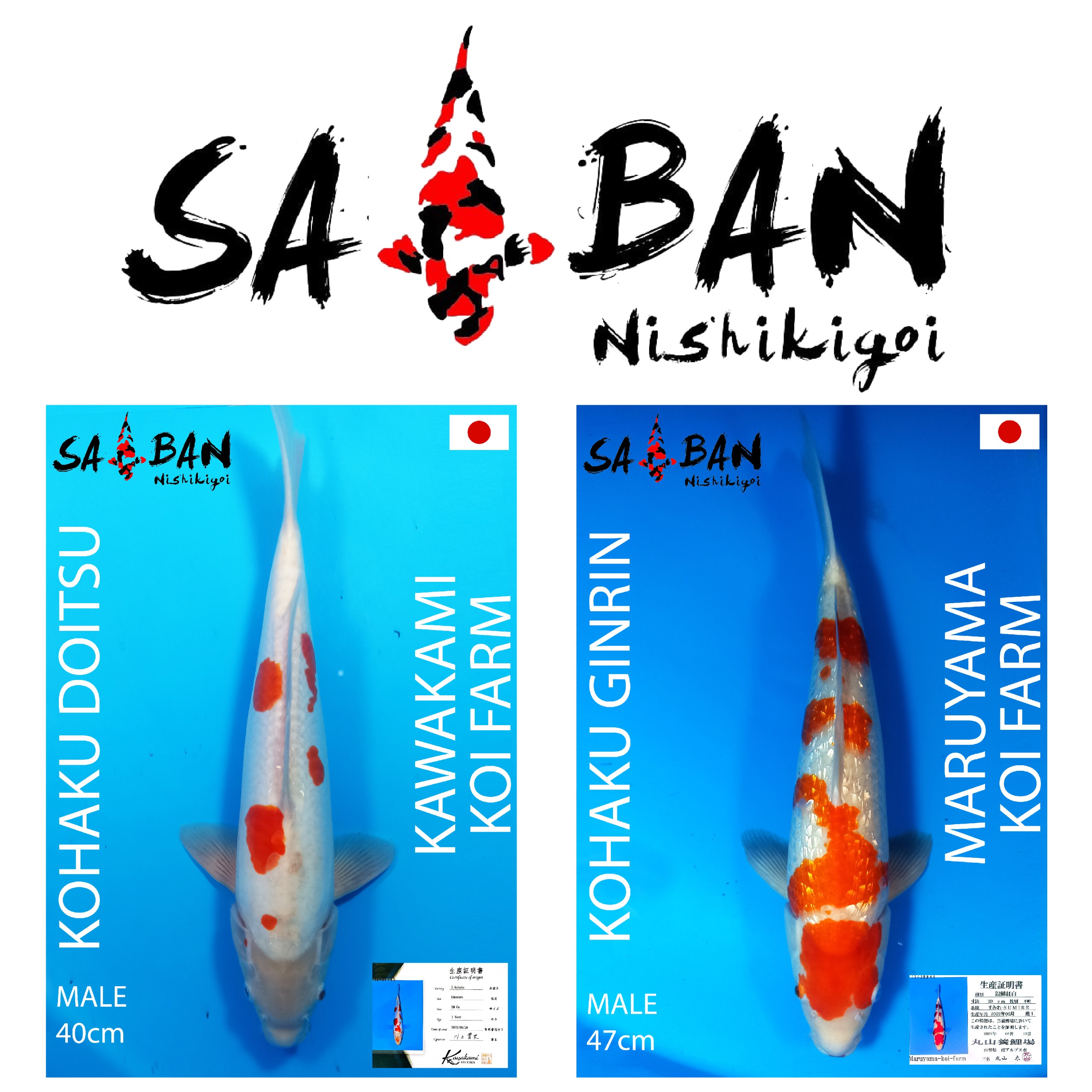 Lelang Koi Online, Jual Beli Ikan Koi, Pasar Koi Terbaik, Agen Lelang Koi, Penawaran Koi Berkualitas, Harga Jual Koi, Lelang Ikan Koi Import, Beli Koi Online, Jual Koi Murah, Koi Showroom, Penjual Koi Terpercaya, Lelang Koi Jakarta, Jual Koi Lokal, Koi Kualitas Unggul, Harga Terbaik Koi, Jual Koi Indukan, Lelang Ikan Hias Koi, Pasar Koi Indonesia, Beli Koi Berkualitas Tinggi, Koi Farm Terbesar, Jual Beli Koi Impor, Lelang Ikan Koi Kualitas Premium, Daftar Harga Koi Terbaru, Pusat Jual Beli Koi, Info Lelang Koi Hari Ini.