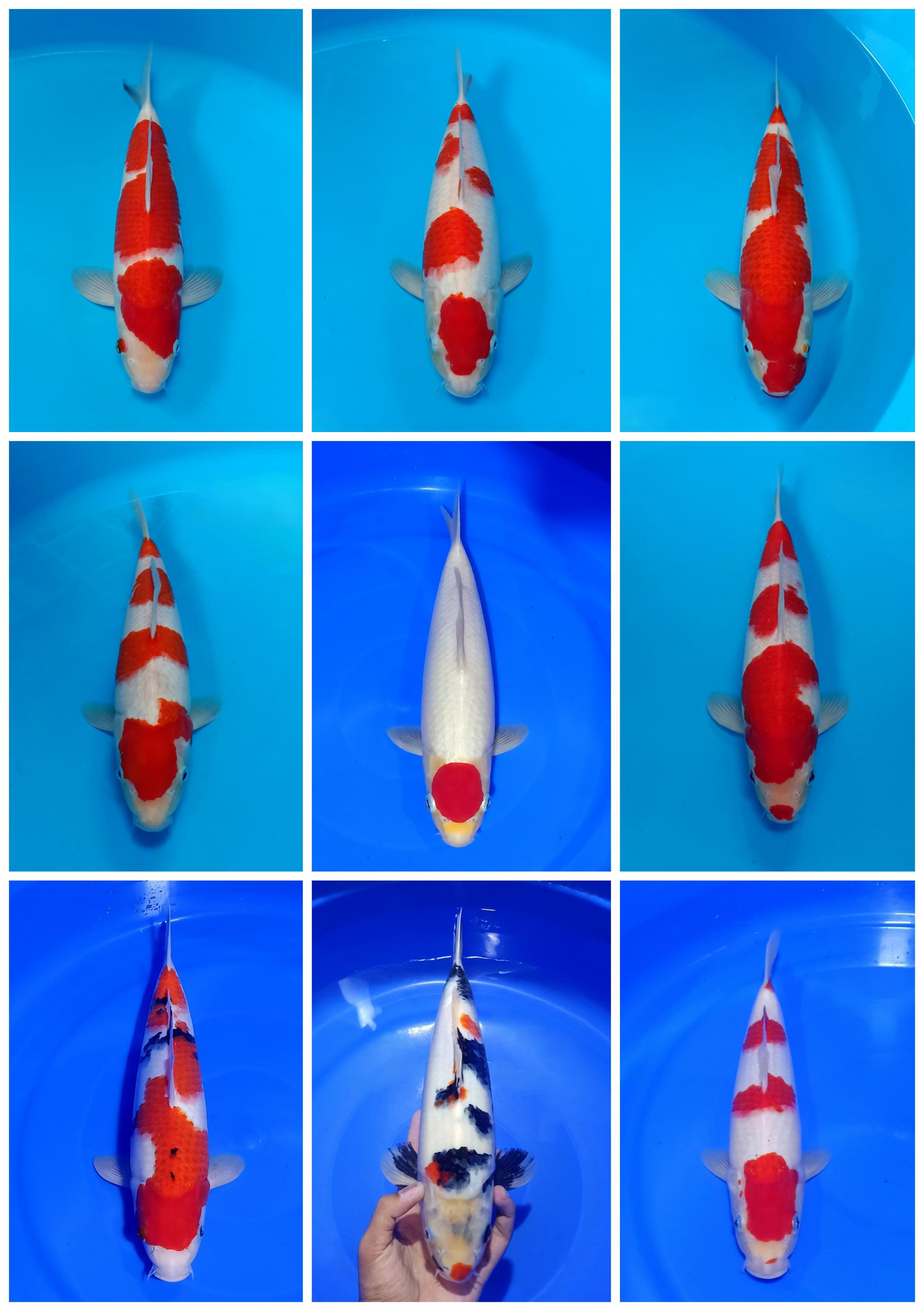 Lelang Koi Online, Jual Beli Ikan Koi, Pasar Koi Terbaik, Agen Lelang Koi, Penawaran Koi Berkualitas, Harga Jual Koi, Lelang Ikan Koi Import, Beli Koi Online, Jual Koi Murah, Koi Showroom, Penjual Koi Terpercaya, Lelang Koi Jakarta, Jual Koi Lokal, Koi Kualitas Unggul, Harga Terbaik Koi, Jual Koi Indukan, Lelang Ikan Hias Koi, Pasar Koi Indonesia, Beli Koi Berkualitas Tinggi, Koi Farm Terbesar, Jual Beli Koi Impor, Lelang Ikan Koi Kualitas Premium, Daftar Harga Koi Terbaru, Pusat Jual Beli Koi, Info Lelang Koi Hari Ini.