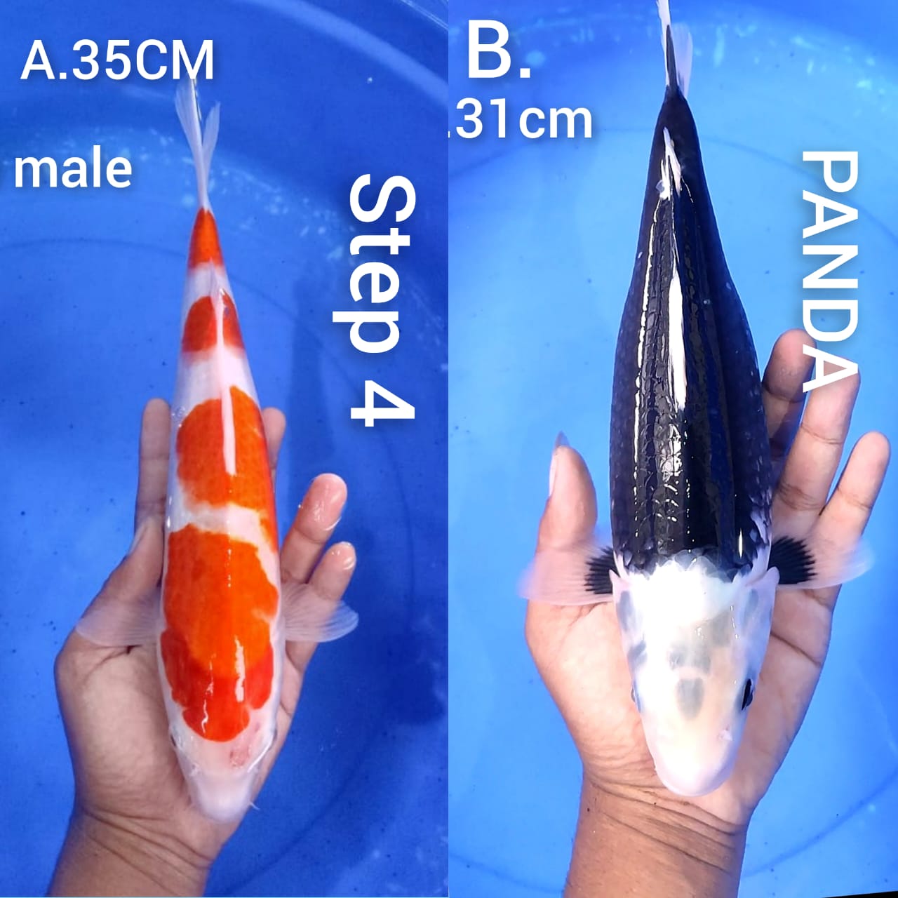 Lelang Koi Online, Jual Beli Ikan Koi, Pasar Koi Terbaik, Agen Lelang Koi, Penawaran Koi Berkualitas, Harga Jual Koi, Lelang Ikan Koi Import, Beli Koi Online, Jual Koi Murah, Koi Showroom, Penjual Koi Terpercaya, Lelang Koi Jakarta, Jual Koi Lokal, Koi Kualitas Unggul, Harga Terbaik Koi, Jual Koi Indukan, Lelang Ikan Hias Koi, Pasar Koi Indonesia, Beli Koi Berkualitas Tinggi, Koi Farm Terbesar, Jual Beli Koi Impor, Lelang Ikan Koi Kualitas Premium, Daftar Harga Koi Terbaru, Pusat Jual Beli Koi, Info Lelang Koi Hari Ini.