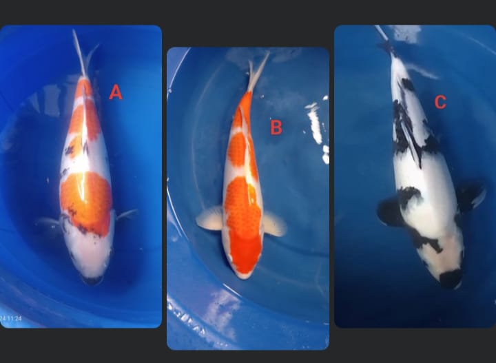 Lelang Koi Online, Jual Beli Ikan Koi, Pasar Koi Terbaik, Agen Lelang Koi, Penawaran Koi Berkualitas, Harga Jual Koi, Lelang Ikan Koi Import, Beli Koi Online, Jual Koi Murah, Koi Showroom, Penjual Koi Terpercaya, Lelang Koi Jakarta, Jual Koi Lokal, Koi Kualitas Unggul, Harga Terbaik Koi, Jual Koi Indukan, Lelang Ikan Hias Koi, Pasar Koi Indonesia, Beli Koi Berkualitas Tinggi, Koi Farm Terbesar, Jual Beli Koi Impor, Lelang Ikan Koi Kualitas Premium, Daftar Harga Koi Terbaru, Pusat Jual Beli Koi, Info Lelang Koi Hari Ini.