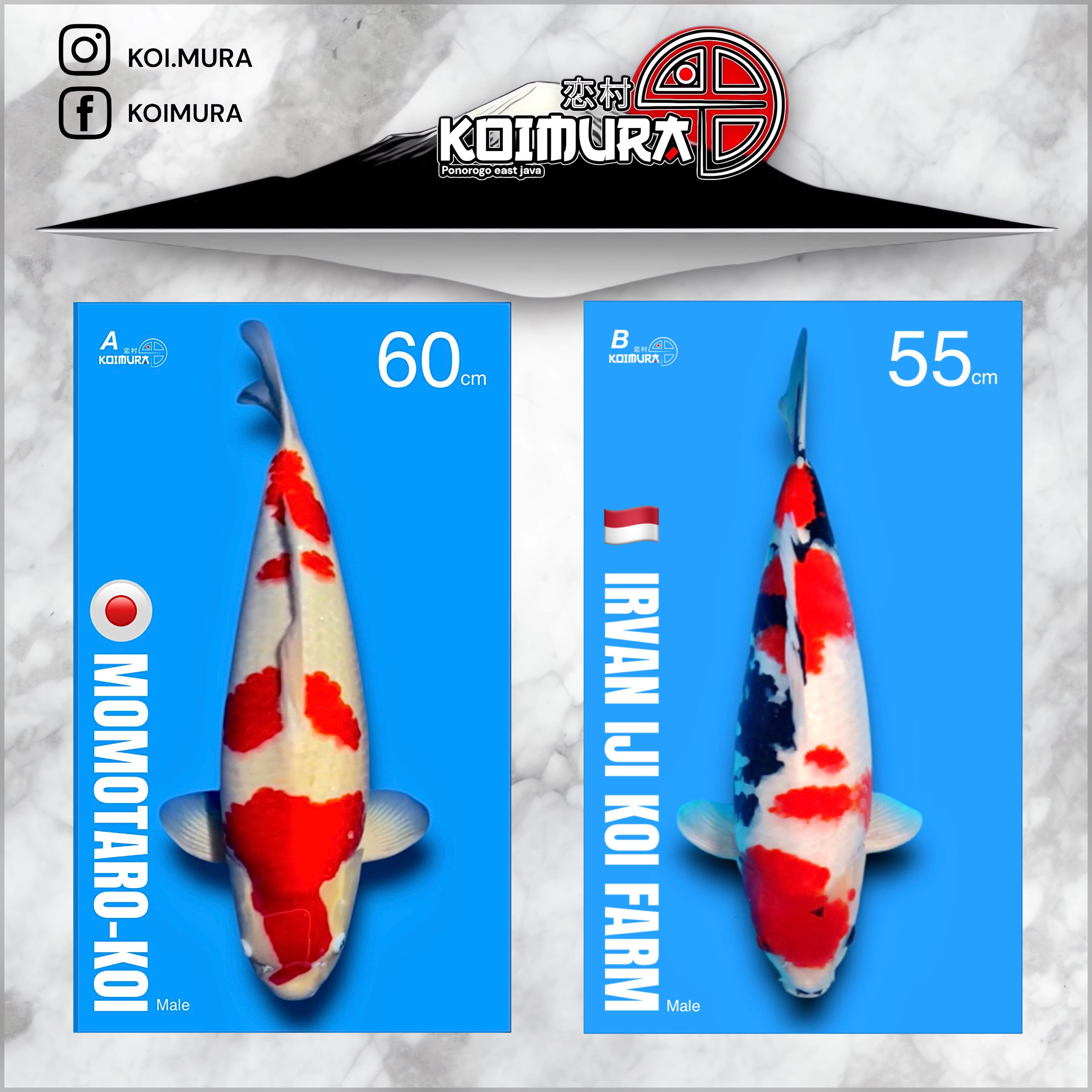 Lelang Koi Online, Jual Beli Ikan Koi, Pasar Koi Terbaik, Agen Lelang Koi, Penawaran Koi Berkualitas, Harga Jual Koi, Lelang Ikan Koi Import, Beli Koi Online, Jual Koi Murah, Koi Showroom, Penjual Koi Terpercaya, Lelang Koi Jakarta, Jual Koi Lokal, Koi Kualitas Unggul, Harga Terbaik Koi, Jual Koi Indukan, Lelang Ikan Hias Koi, Pasar Koi Indonesia, Beli Koi Berkualitas Tinggi, Koi Farm Terbesar, Jual Beli Koi Impor, Lelang Ikan Koi Kualitas Premium, Daftar Harga Koi Terbaru, Pusat Jual Beli Koi, Info Lelang Koi Hari Ini.