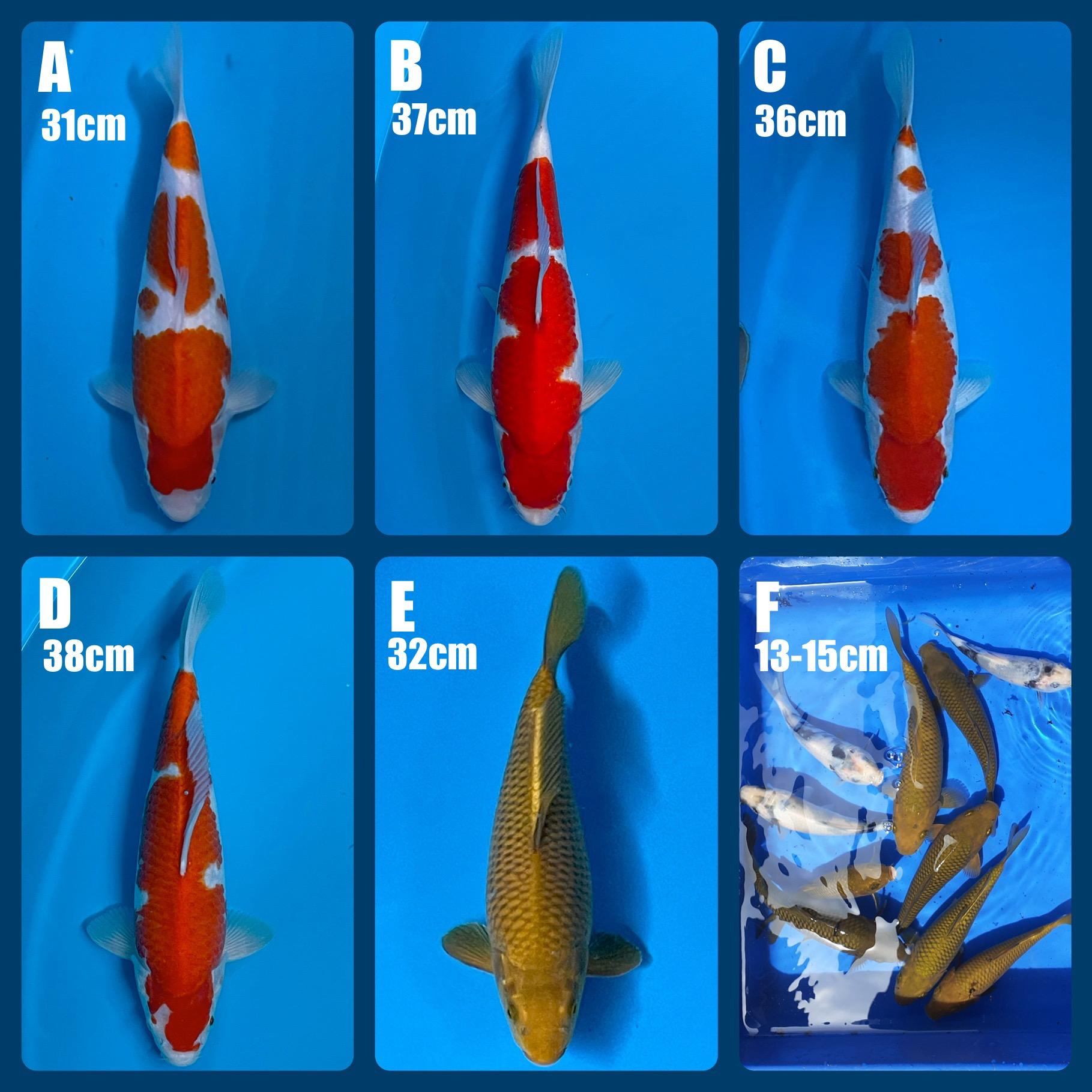 Lelang Koi Online, Jual Beli Ikan Koi, Pasar Koi Terbaik, Agen Lelang Koi, Penawaran Koi Berkualitas, Harga Jual Koi, Lelang Ikan Koi Import, Beli Koi Online, Jual Koi Murah, Koi Showroom, Penjual Koi Terpercaya, Lelang Koi Jakarta, Jual Koi Lokal, Koi Kualitas Unggul, Harga Terbaik Koi, Jual Koi Indukan, Lelang Ikan Hias Koi, Pasar Koi Indonesia, Beli Koi Berkualitas Tinggi, Koi Farm Terbesar, Jual Beli Koi Impor, Lelang Ikan Koi Kualitas Premium, Daftar Harga Koi Terbaru, Pusat Jual Beli Koi, Info Lelang Koi Hari Ini.