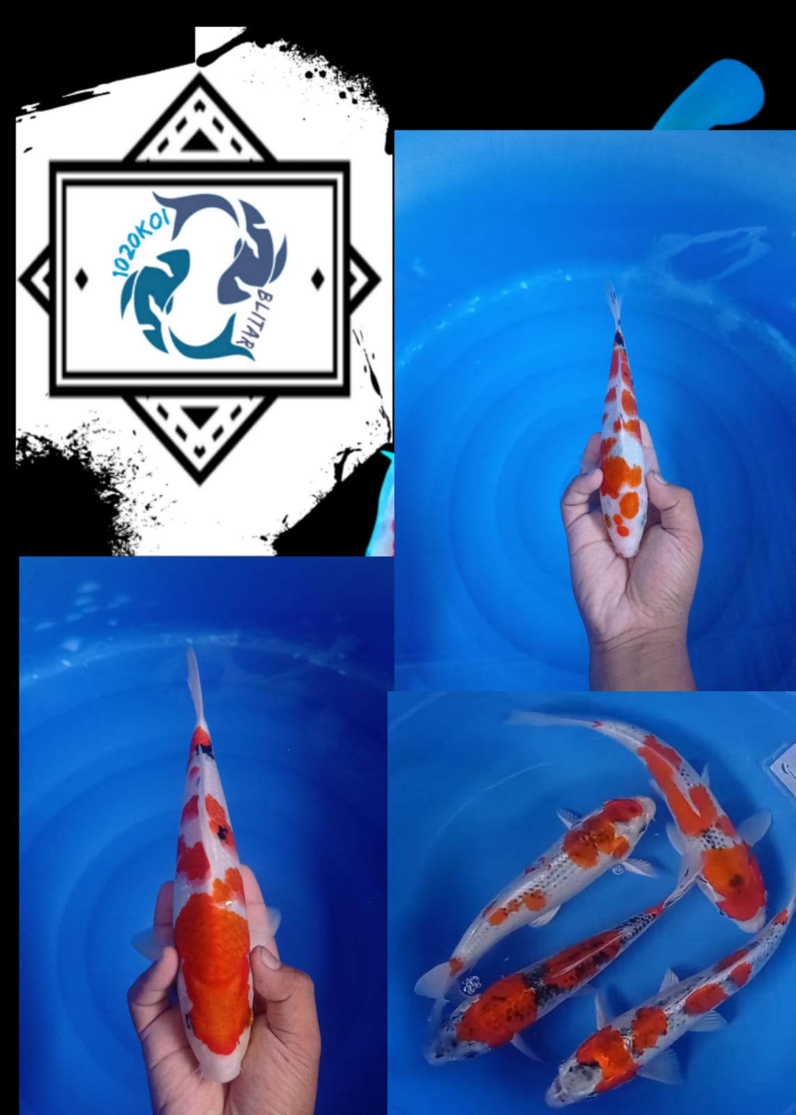 Lelang Koi Online, Jual Beli Ikan Koi, Pasar Koi Terbaik, Agen Lelang Koi, Penawaran Koi Berkualitas, Harga Jual Koi, Lelang Ikan Koi Import, Beli Koi Online, Jual Koi Murah, Koi Showroom, Penjual Koi Terpercaya, Lelang Koi Jakarta, Jual Koi Lokal, Koi Kualitas Unggul, Harga Terbaik Koi, Jual Koi Indukan, Lelang Ikan Hias Koi, Pasar Koi Indonesia, Beli Koi Berkualitas Tinggi, Koi Farm Terbesar, Jual Beli Koi Impor, Lelang Ikan Koi Kualitas Premium, Daftar Harga Koi Terbaru, Pusat Jual Beli Koi, Info Lelang Koi Hari Ini.