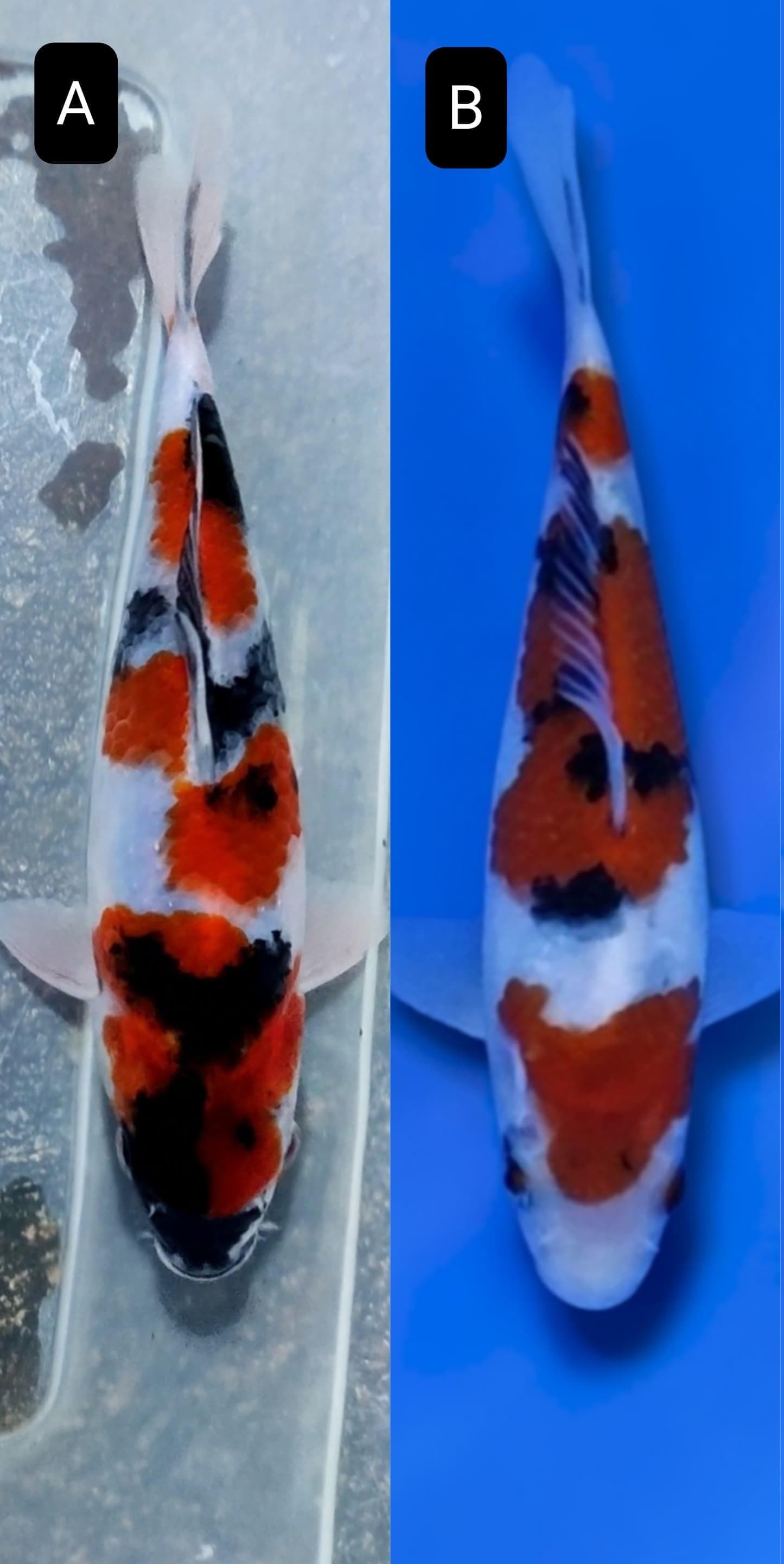 Lelang Koi Online, Jual Beli Ikan Koi, Pasar Koi Terbaik, Agen Lelang Koi, Penawaran Koi Berkualitas, Harga Jual Koi, Lelang Ikan Koi Import, Beli Koi Online, Jual Koi Murah, Koi Showroom, Penjual Koi Terpercaya, Lelang Koi Jakarta, Jual Koi Lokal, Koi Kualitas Unggul, Harga Terbaik Koi, Jual Koi Indukan, Lelang Ikan Hias Koi, Pasar Koi Indonesia, Beli Koi Berkualitas Tinggi, Koi Farm Terbesar, Jual Beli Koi Impor, Lelang Ikan Koi Kualitas Premium, Daftar Harga Koi Terbaru, Pusat Jual Beli Koi, Info Lelang Koi Hari Ini.