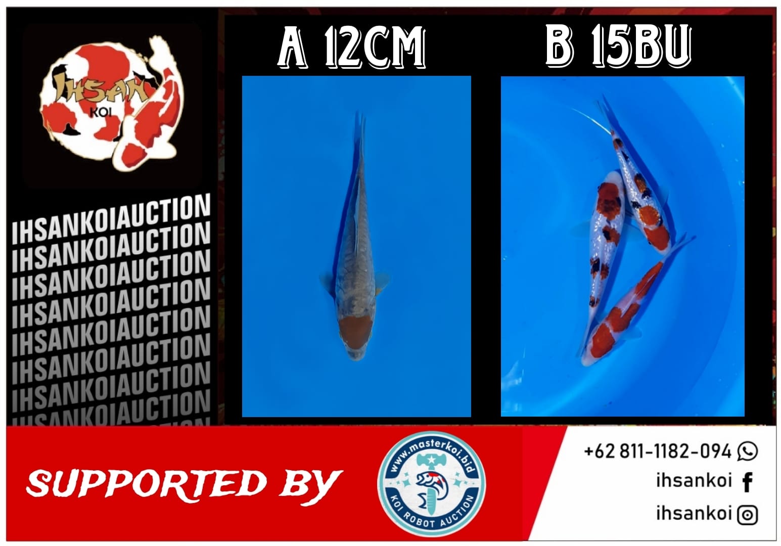 Lelang Koi Online, Jual Beli Ikan Koi, Pasar Koi Terbaik, Agen Lelang Koi, Penawaran Koi Berkualitas, Harga Jual Koi, Lelang Ikan Koi Import, Beli Koi Online, Jual Koi Murah, Koi Showroom, Penjual Koi Terpercaya, Lelang Koi Jakarta, Jual Koi Lokal, Koi Kualitas Unggul, Harga Terbaik Koi, Jual Koi Indukan, Lelang Ikan Hias Koi, Pasar Koi Indonesia, Beli Koi Berkualitas Tinggi, Koi Farm Terbesar, Jual Beli Koi Impor, Lelang Ikan Koi Kualitas Premium, Daftar Harga Koi Terbaru, Pusat Jual Beli Koi, Info Lelang Koi Hari Ini.