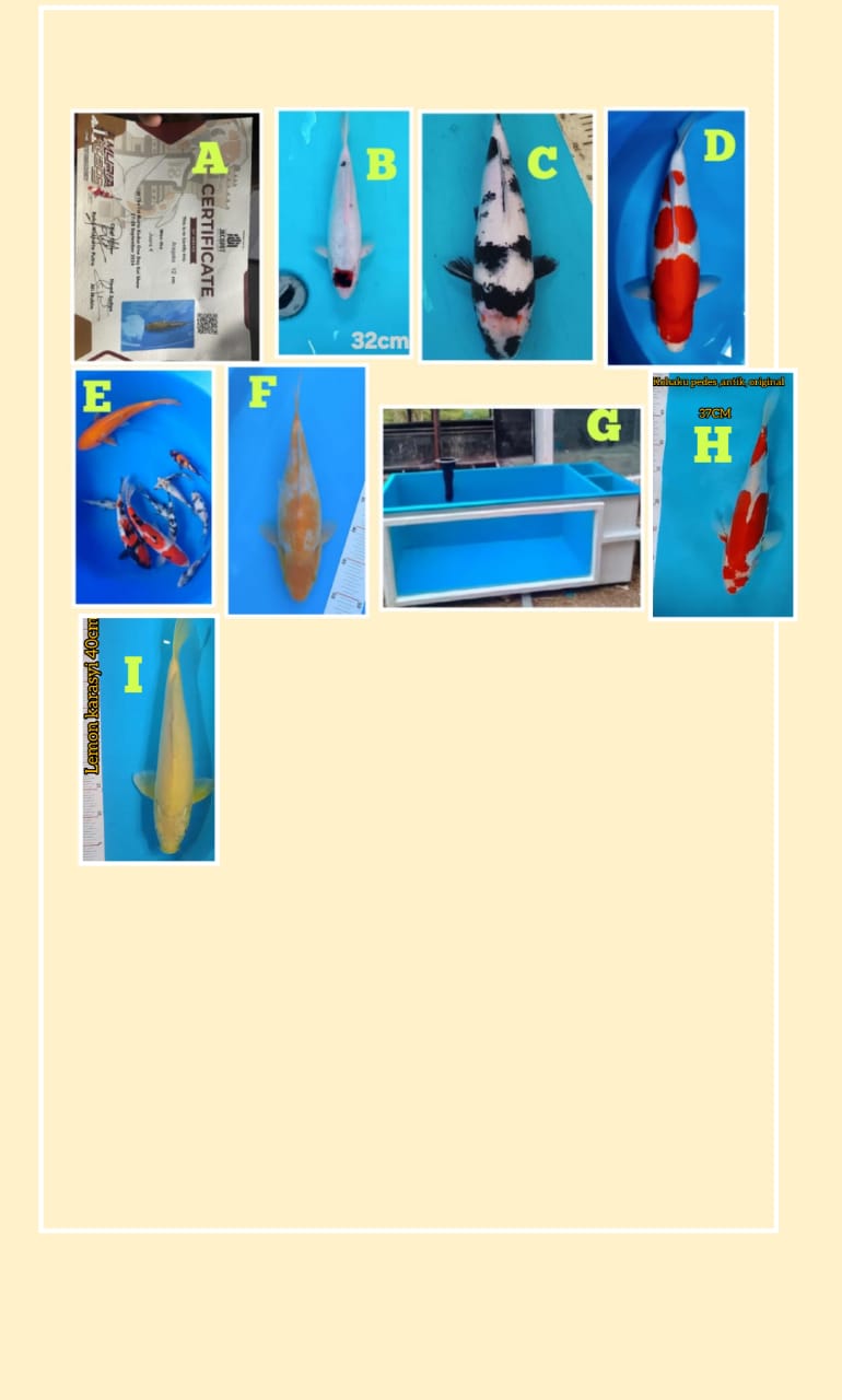 Lelang Koi Online, Jual Beli Ikan Koi, Pasar Koi Terbaik, Agen Lelang Koi, Penawaran Koi Berkualitas, Harga Jual Koi, Lelang Ikan Koi Import, Beli Koi Online, Jual Koi Murah, Koi Showroom, Penjual Koi Terpercaya, Lelang Koi Jakarta, Jual Koi Lokal, Koi Kualitas Unggul, Harga Terbaik Koi, Jual Koi Indukan, Lelang Ikan Hias Koi, Pasar Koi Indonesia, Beli Koi Berkualitas Tinggi, Koi Farm Terbesar, Jual Beli Koi Impor, Lelang Ikan Koi Kualitas Premium, Daftar Harga Koi Terbaru, Pusat Jual Beli Koi, Info Lelang Koi Hari Ini.