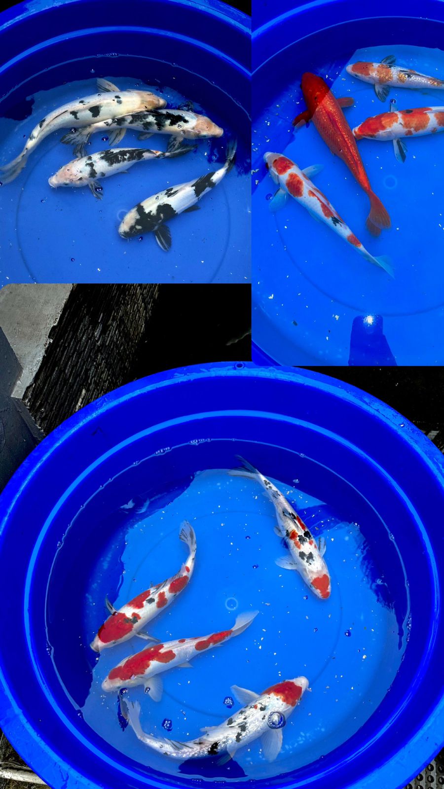 Lelang Koi Online, Jual Beli Ikan Koi, Pasar Koi Terbaik, Agen Lelang Koi, Penawaran Koi Berkualitas, Harga Jual Koi, Lelang Ikan Koi Import, Beli Koi Online, Jual Koi Murah, Koi Showroom, Penjual Koi Terpercaya, Lelang Koi Jakarta, Jual Koi Lokal, Koi Kualitas Unggul, Harga Terbaik Koi, Jual Koi Indukan, Lelang Ikan Hias Koi, Pasar Koi Indonesia, Beli Koi Berkualitas Tinggi, Koi Farm Terbesar, Jual Beli Koi Impor, Lelang Ikan Koi Kualitas Premium, Daftar Harga Koi Terbaru, Pusat Jual Beli Koi, Info Lelang Koi Hari Ini.