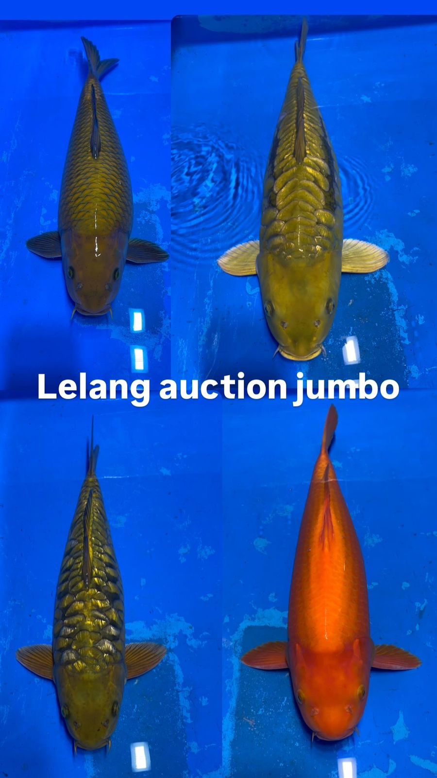 Lelang Koi Online, Jual Beli Ikan Koi, Pasar Koi Terbaik, Agen Lelang Koi, Penawaran Koi Berkualitas, Harga Jual Koi, Lelang Ikan Koi Import, Beli Koi Online, Jual Koi Murah, Koi Showroom, Penjual Koi Terpercaya, Lelang Koi Jakarta, Jual Koi Lokal, Koi Kualitas Unggul, Harga Terbaik Koi, Jual Koi Indukan, Lelang Ikan Hias Koi, Pasar Koi Indonesia, Beli Koi Berkualitas Tinggi, Koi Farm Terbesar, Jual Beli Koi Impor, Lelang Ikan Koi Kualitas Premium, Daftar Harga Koi Terbaru, Pusat Jual Beli Koi, Info Lelang Koi Hari Ini.