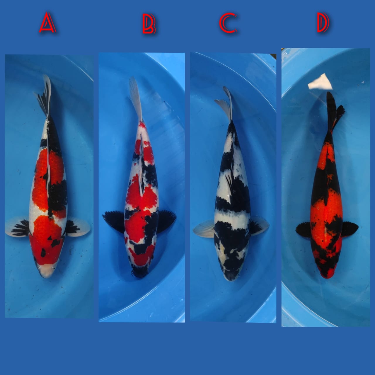 Lelang Koi Online, Jual Beli Ikan Koi, Pasar Koi Terbaik, Agen Lelang Koi, Penawaran Koi Berkualitas, Harga Jual Koi, Lelang Ikan Koi Import, Beli Koi Online, Jual Koi Murah, Koi Showroom, Penjual Koi Terpercaya, Lelang Koi Jakarta, Jual Koi Lokal, Koi Kualitas Unggul, Harga Terbaik Koi, Jual Koi Indukan, Lelang Ikan Hias Koi, Pasar Koi Indonesia, Beli Koi Berkualitas Tinggi, Koi Farm Terbesar, Jual Beli Koi Impor, Lelang Ikan Koi Kualitas Premium, Daftar Harga Koi Terbaru, Pusat Jual Beli Koi, Info Lelang Koi Hari Ini.