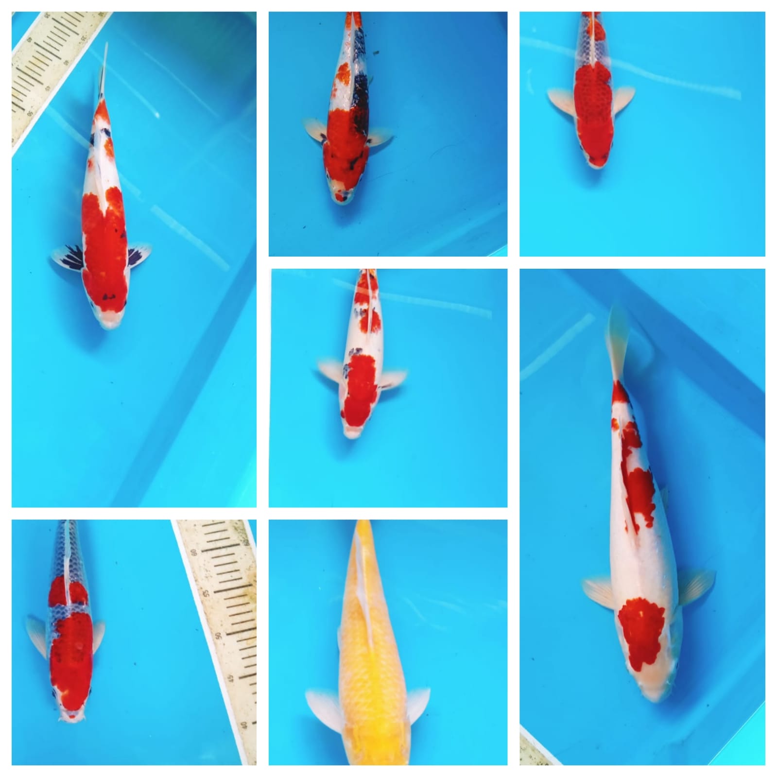 Lelang Koi Online, Jual Beli Ikan Koi, Pasar Koi Terbaik, Agen Lelang Koi, Penawaran Koi Berkualitas, Harga Jual Koi, Lelang Ikan Koi Import, Beli Koi Online, Jual Koi Murah, Koi Showroom, Penjual Koi Terpercaya, Lelang Koi Jakarta, Jual Koi Lokal, Koi Kualitas Unggul, Harga Terbaik Koi, Jual Koi Indukan, Lelang Ikan Hias Koi, Pasar Koi Indonesia, Beli Koi Berkualitas Tinggi, Koi Farm Terbesar, Jual Beli Koi Impor, Lelang Ikan Koi Kualitas Premium, Daftar Harga Koi Terbaru, Pusat Jual Beli Koi, Info Lelang Koi Hari Ini.