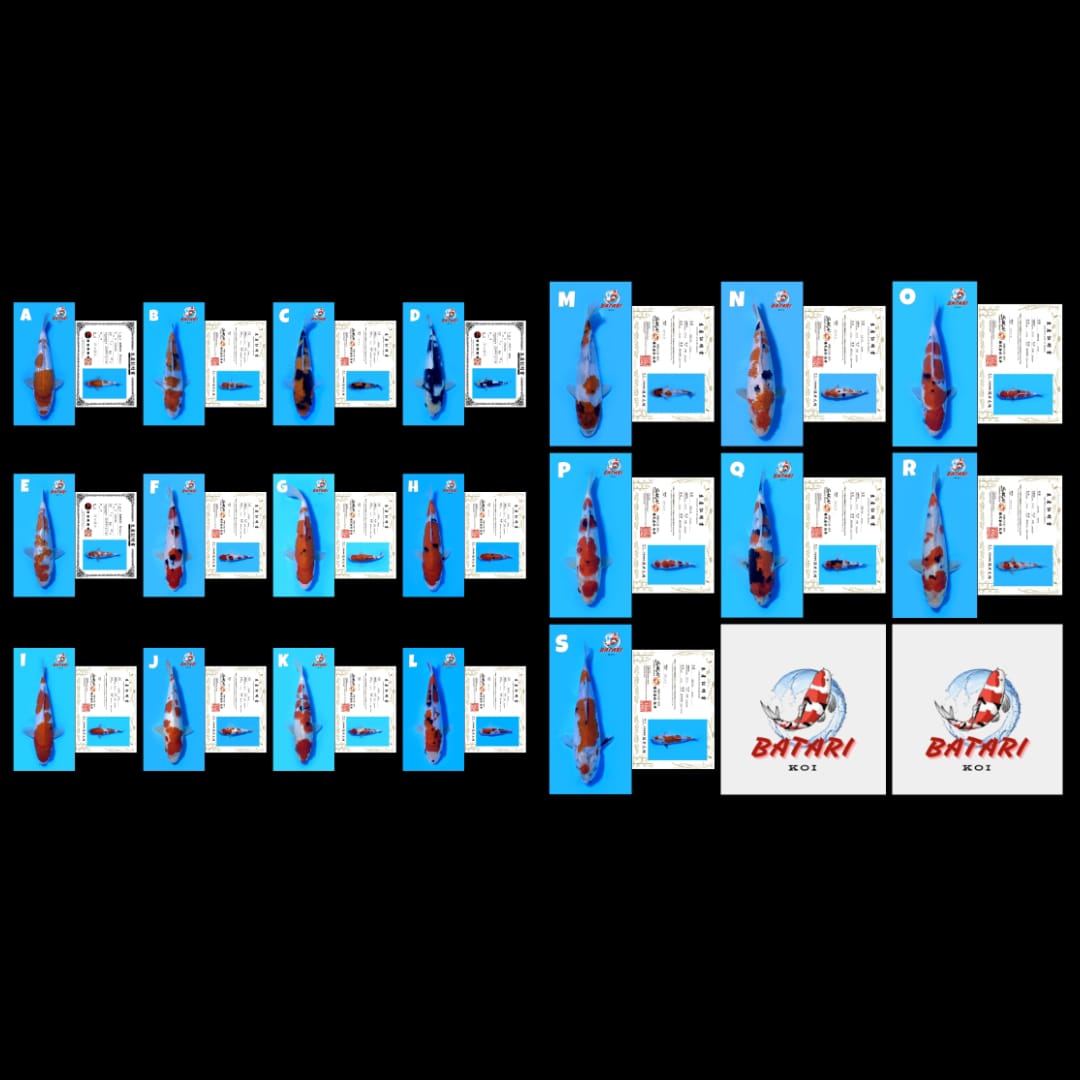 Lelang Koi Online, Jual Beli Ikan Koi, Pasar Koi Terbaik, Agen Lelang Koi, Penawaran Koi Berkualitas, Harga Jual Koi, Lelang Ikan Koi Import, Beli Koi Online, Jual Koi Murah, Koi Showroom, Penjual Koi Terpercaya, Lelang Koi Jakarta, Jual Koi Lokal, Koi Kualitas Unggul, Harga Terbaik Koi, Jual Koi Indukan, Lelang Ikan Hias Koi, Pasar Koi Indonesia, Beli Koi Berkualitas Tinggi, Koi Farm Terbesar, Jual Beli Koi Impor, Lelang Ikan Koi Kualitas Premium, Daftar Harga Koi Terbaru, Pusat Jual Beli Koi, Info Lelang Koi Hari Ini.