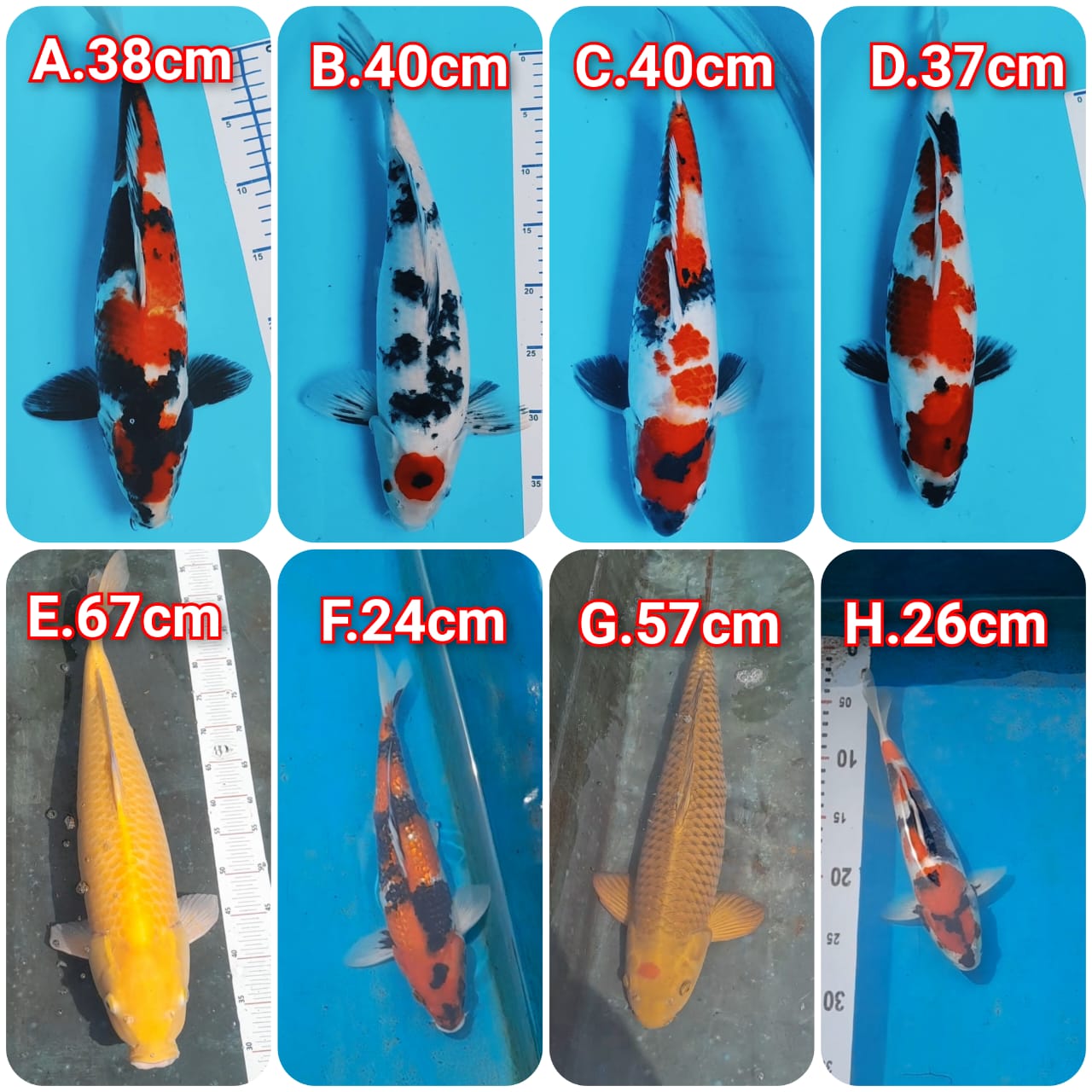 Lelang Koi Online, Jual Beli Ikan Koi, Pasar Koi Terbaik, Agen Lelang Koi, Penawaran Koi Berkualitas, Harga Jual Koi, Lelang Ikan Koi Import, Beli Koi Online, Jual Koi Murah, Koi Showroom, Penjual Koi Terpercaya, Lelang Koi Jakarta, Jual Koi Lokal, Koi Kualitas Unggul, Harga Terbaik Koi, Jual Koi Indukan, Lelang Ikan Hias Koi, Pasar Koi Indonesia, Beli Koi Berkualitas Tinggi, Koi Farm Terbesar, Jual Beli Koi Impor, Lelang Ikan Koi Kualitas Premium, Daftar Harga Koi Terbaru, Pusat Jual Beli Koi, Info Lelang Koi Hari Ini.