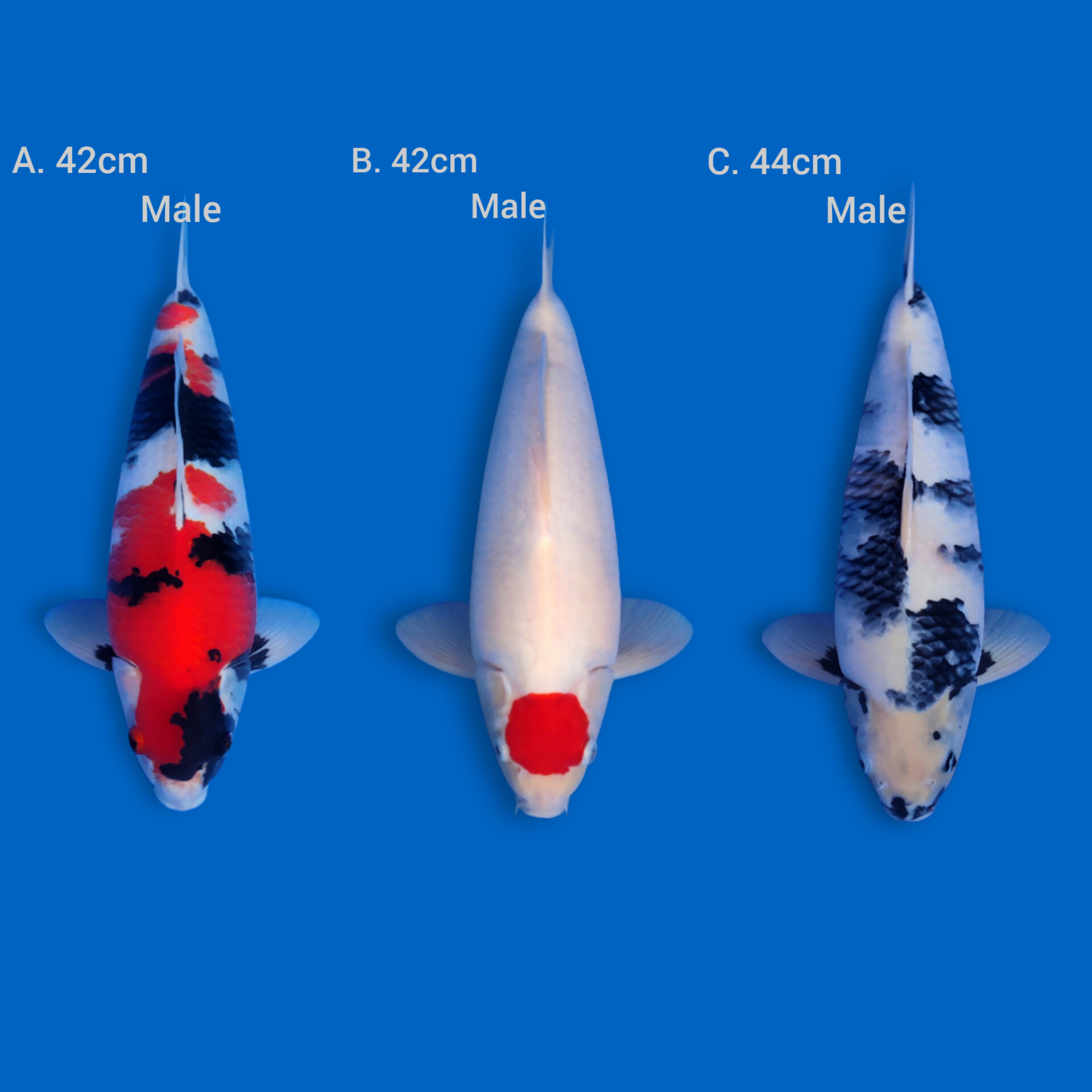 Lelang Koi Online, Jual Beli Ikan Koi, Pasar Koi Terbaik, Agen Lelang Koi, Penawaran Koi Berkualitas, Harga Jual Koi, Lelang Ikan Koi Import, Beli Koi Online, Jual Koi Murah, Koi Showroom, Penjual Koi Terpercaya, Lelang Koi Jakarta, Jual Koi Lokal, Koi Kualitas Unggul, Harga Terbaik Koi, Jual Koi Indukan, Lelang Ikan Hias Koi, Pasar Koi Indonesia, Beli Koi Berkualitas Tinggi, Koi Farm Terbesar, Jual Beli Koi Impor, Lelang Ikan Koi Kualitas Premium, Daftar Harga Koi Terbaru, Pusat Jual Beli Koi, Info Lelang Koi Hari Ini.