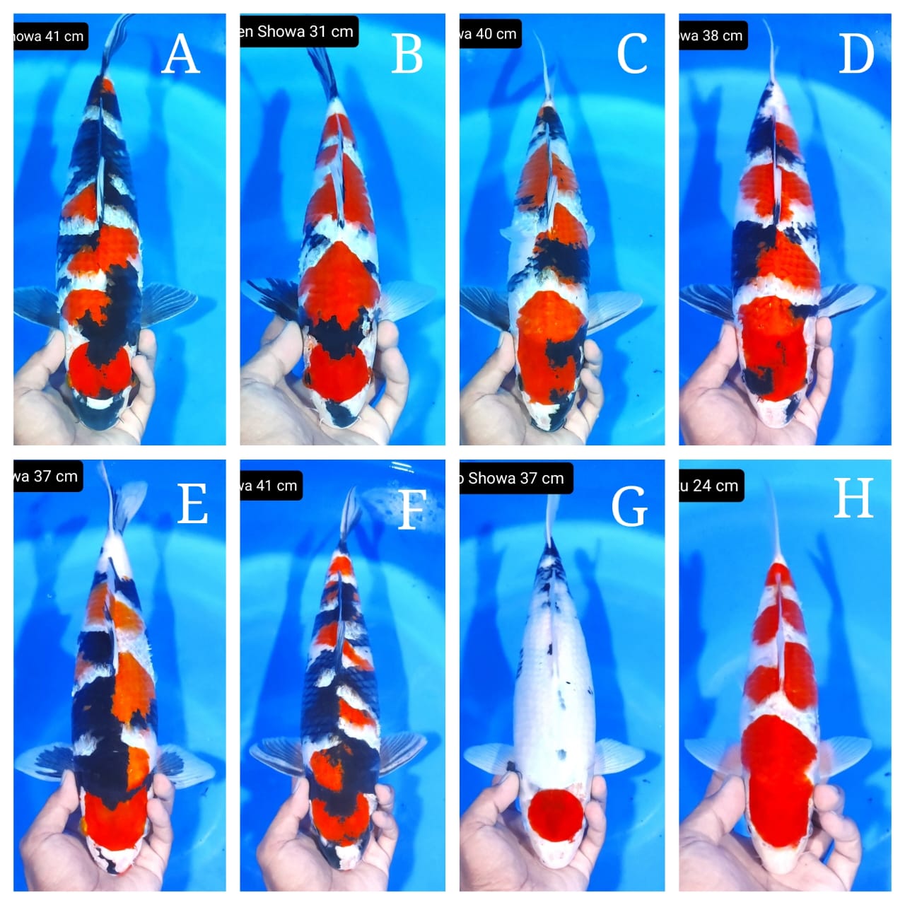 Lelang Koi Online, Jual Beli Ikan Koi, Pasar Koi Terbaik, Agen Lelang Koi, Penawaran Koi Berkualitas, Harga Jual Koi, Lelang Ikan Koi Import, Beli Koi Online, Jual Koi Murah, Koi Showroom, Penjual Koi Terpercaya, Lelang Koi Jakarta, Jual Koi Lokal, Koi Kualitas Unggul, Harga Terbaik Koi, Jual Koi Indukan, Lelang Ikan Hias Koi, Pasar Koi Indonesia, Beli Koi Berkualitas Tinggi, Koi Farm Terbesar, Jual Beli Koi Impor, Lelang Ikan Koi Kualitas Premium, Daftar Harga Koi Terbaru, Pusat Jual Beli Koi, Info Lelang Koi Hari Ini.