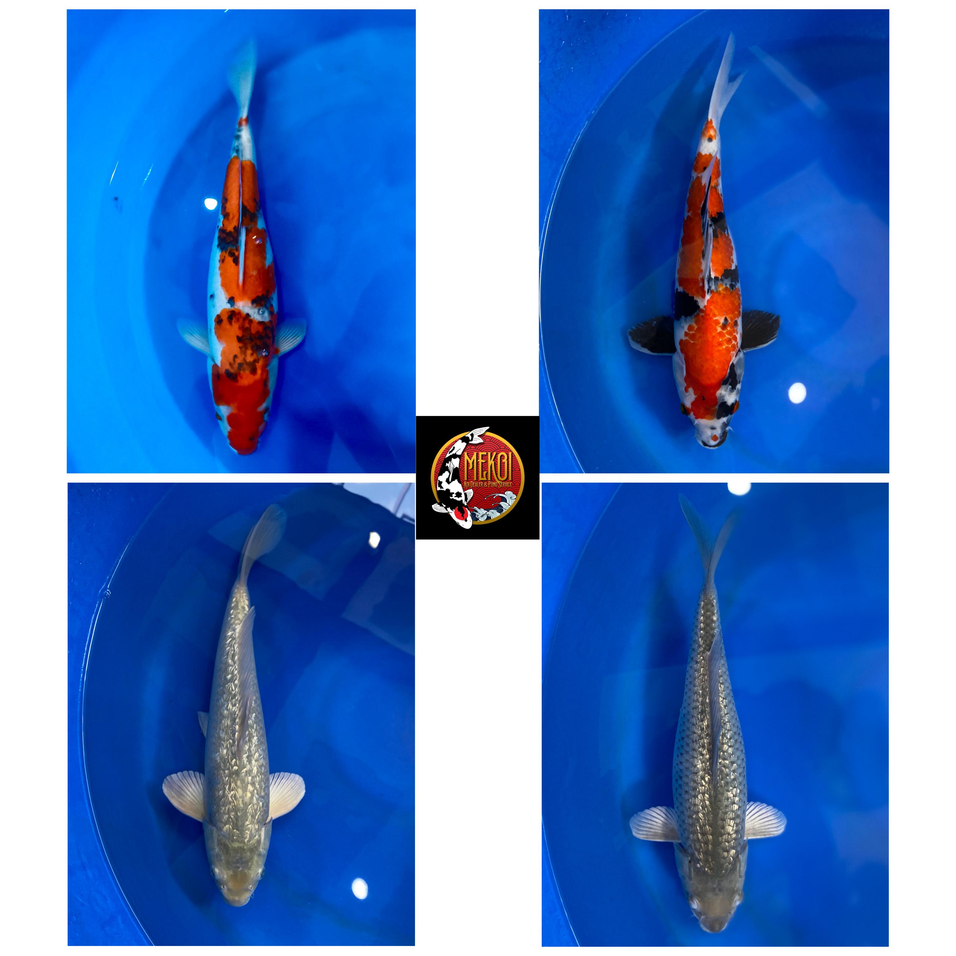 Lelang Koi Online, Jual Beli Ikan Koi, Pasar Koi Terbaik, Agen Lelang Koi, Penawaran Koi Berkualitas, Harga Jual Koi, Lelang Ikan Koi Import, Beli Koi Online, Jual Koi Murah, Koi Showroom, Penjual Koi Terpercaya, Lelang Koi Jakarta, Jual Koi Lokal, Koi Kualitas Unggul, Harga Terbaik Koi, Jual Koi Indukan, Lelang Ikan Hias Koi, Pasar Koi Indonesia, Beli Koi Berkualitas Tinggi, Koi Farm Terbesar, Jual Beli Koi Impor, Lelang Ikan Koi Kualitas Premium, Daftar Harga Koi Terbaru, Pusat Jual Beli Koi, Info Lelang Koi Hari Ini.