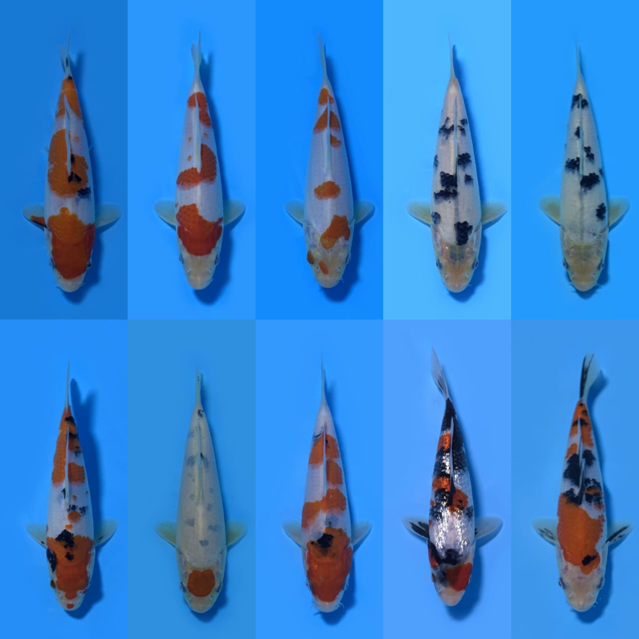 Lelang Koi Online, Jual Beli Ikan Koi, Pasar Koi Terbaik, Agen Lelang Koi, Penawaran Koi Berkualitas, Harga Jual Koi, Lelang Ikan Koi Import, Beli Koi Online, Jual Koi Murah, Koi Showroom, Penjual Koi Terpercaya, Lelang Koi Jakarta, Jual Koi Lokal, Koi Kualitas Unggul, Harga Terbaik Koi, Jual Koi Indukan, Lelang Ikan Hias Koi, Pasar Koi Indonesia, Beli Koi Berkualitas Tinggi, Koi Farm Terbesar, Jual Beli Koi Impor, Lelang Ikan Koi Kualitas Premium, Daftar Harga Koi Terbaru, Pusat Jual Beli Koi, Info Lelang Koi Hari Ini.