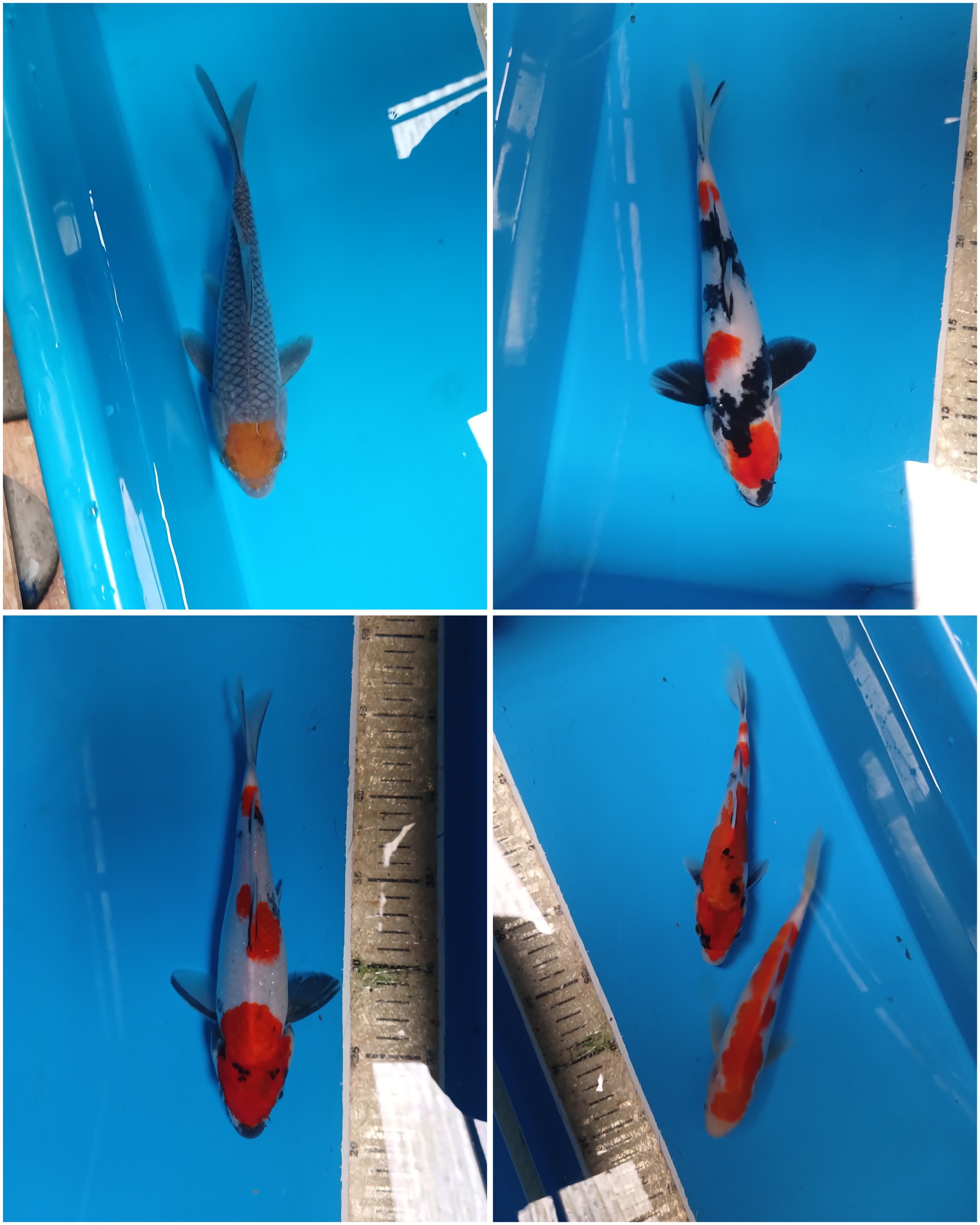 Lelang Koi Online, Jual Beli Ikan Koi, Pasar Koi Terbaik, Agen Lelang Koi, Penawaran Koi Berkualitas, Harga Jual Koi, Lelang Ikan Koi Import, Beli Koi Online, Jual Koi Murah, Koi Showroom, Penjual Koi Terpercaya, Lelang Koi Jakarta, Jual Koi Lokal, Koi Kualitas Unggul, Harga Terbaik Koi, Jual Koi Indukan, Lelang Ikan Hias Koi, Pasar Koi Indonesia, Beli Koi Berkualitas Tinggi, Koi Farm Terbesar, Jual Beli Koi Impor, Lelang Ikan Koi Kualitas Premium, Daftar Harga Koi Terbaru, Pusat Jual Beli Koi, Info Lelang Koi Hari Ini.