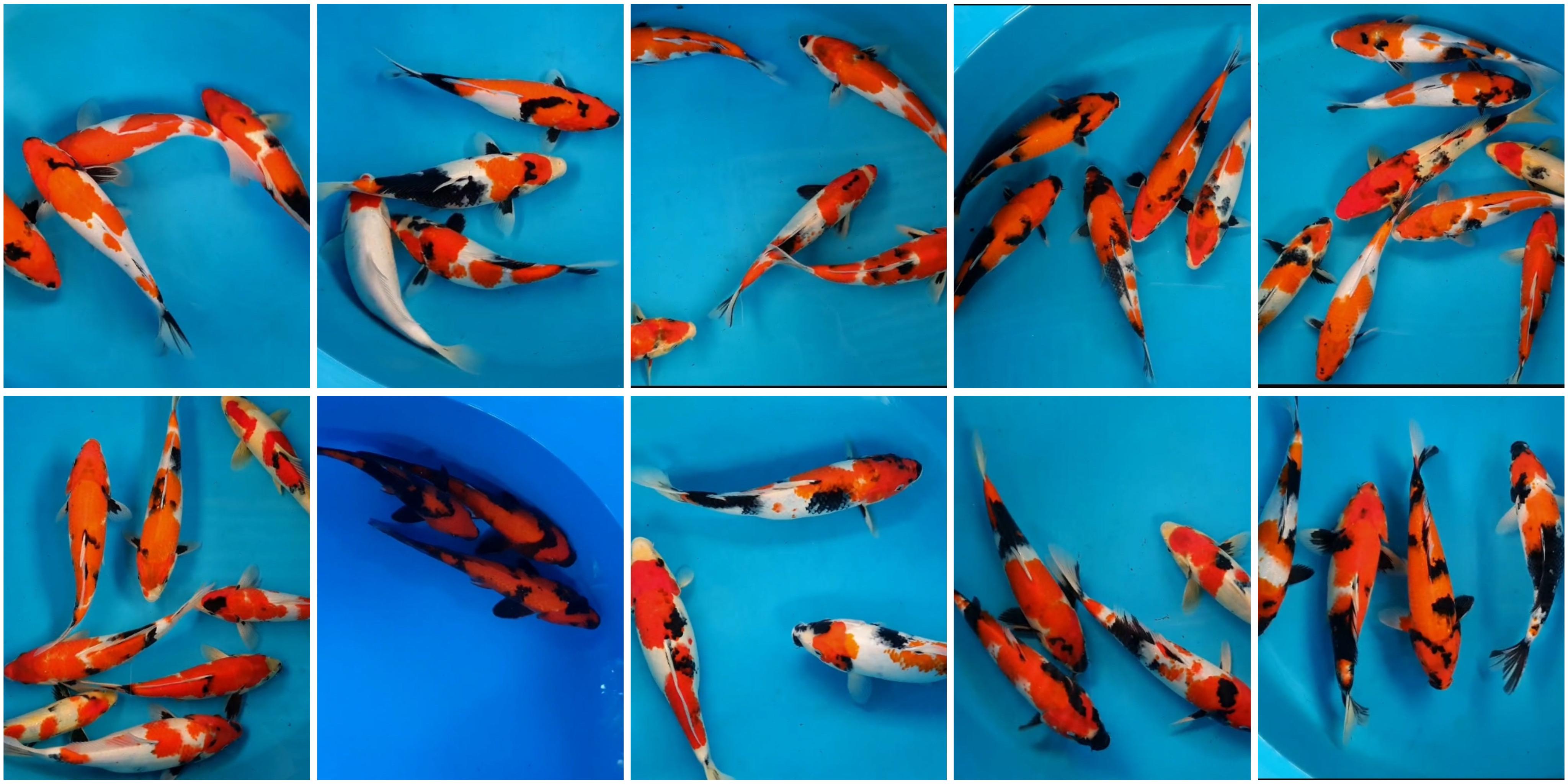 Lelang Koi Online, Jual Beli Ikan Koi, Pasar Koi Terbaik, Agen Lelang Koi, Penawaran Koi Berkualitas, Harga Jual Koi, Lelang Ikan Koi Import, Beli Koi Online, Jual Koi Murah, Koi Showroom, Penjual Koi Terpercaya, Lelang Koi Jakarta, Jual Koi Lokal, Koi Kualitas Unggul, Harga Terbaik Koi, Jual Koi Indukan, Lelang Ikan Hias Koi, Pasar Koi Indonesia, Beli Koi Berkualitas Tinggi, Koi Farm Terbesar, Jual Beli Koi Impor, Lelang Ikan Koi Kualitas Premium, Daftar Harga Koi Terbaru, Pusat Jual Beli Koi, Info Lelang Koi Hari Ini.