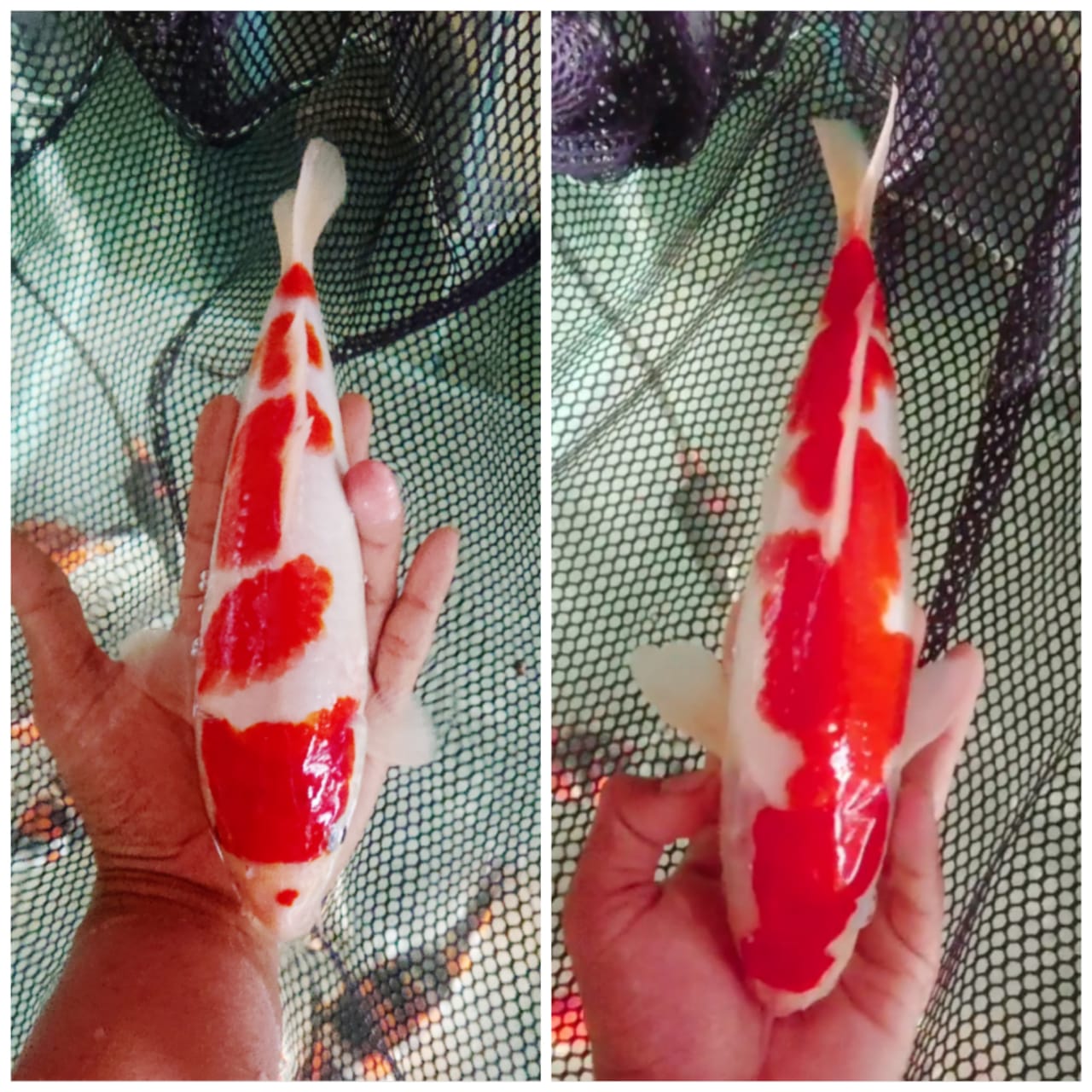 Lelang Koi Online, Jual Beli Ikan Koi, Pasar Koi Terbaik, Agen Lelang Koi, Penawaran Koi Berkualitas, Harga Jual Koi, Lelang Ikan Koi Import, Beli Koi Online, Jual Koi Murah, Koi Showroom, Penjual Koi Terpercaya, Lelang Koi Jakarta, Jual Koi Lokal, Koi Kualitas Unggul, Harga Terbaik Koi, Jual Koi Indukan, Lelang Ikan Hias Koi, Pasar Koi Indonesia, Beli Koi Berkualitas Tinggi, Koi Farm Terbesar, Jual Beli Koi Impor, Lelang Ikan Koi Kualitas Premium, Daftar Harga Koi Terbaru, Pusat Jual Beli Koi, Info Lelang Koi Hari Ini.