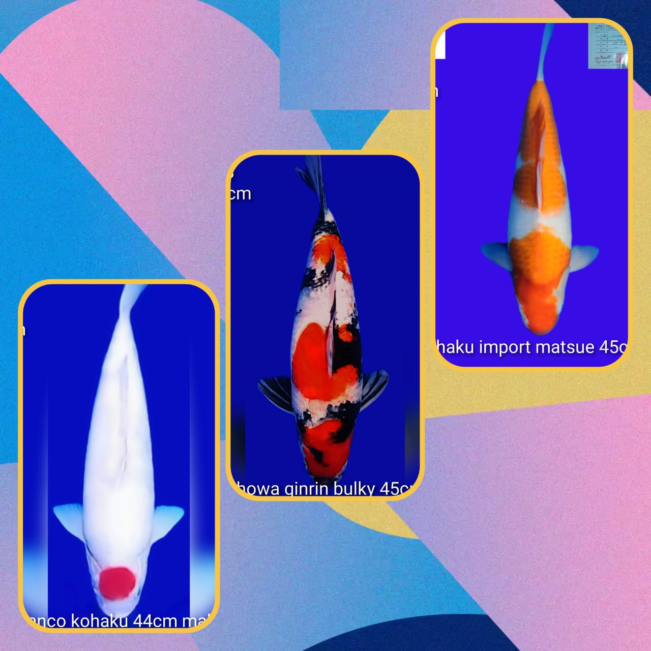 Lelang Koi Online, Jual Beli Ikan Koi, Pasar Koi Terbaik, Agen Lelang Koi, Penawaran Koi Berkualitas, Harga Jual Koi, Lelang Ikan Koi Import, Beli Koi Online, Jual Koi Murah, Koi Showroom, Penjual Koi Terpercaya, Lelang Koi Jakarta, Jual Koi Lokal, Koi Kualitas Unggul, Harga Terbaik Koi, Jual Koi Indukan, Lelang Ikan Hias Koi, Pasar Koi Indonesia, Beli Koi Berkualitas Tinggi, Koi Farm Terbesar, Jual Beli Koi Impor, Lelang Ikan Koi Kualitas Premium, Daftar Harga Koi Terbaru, Pusat Jual Beli Koi, Info Lelang Koi Hari Ini.