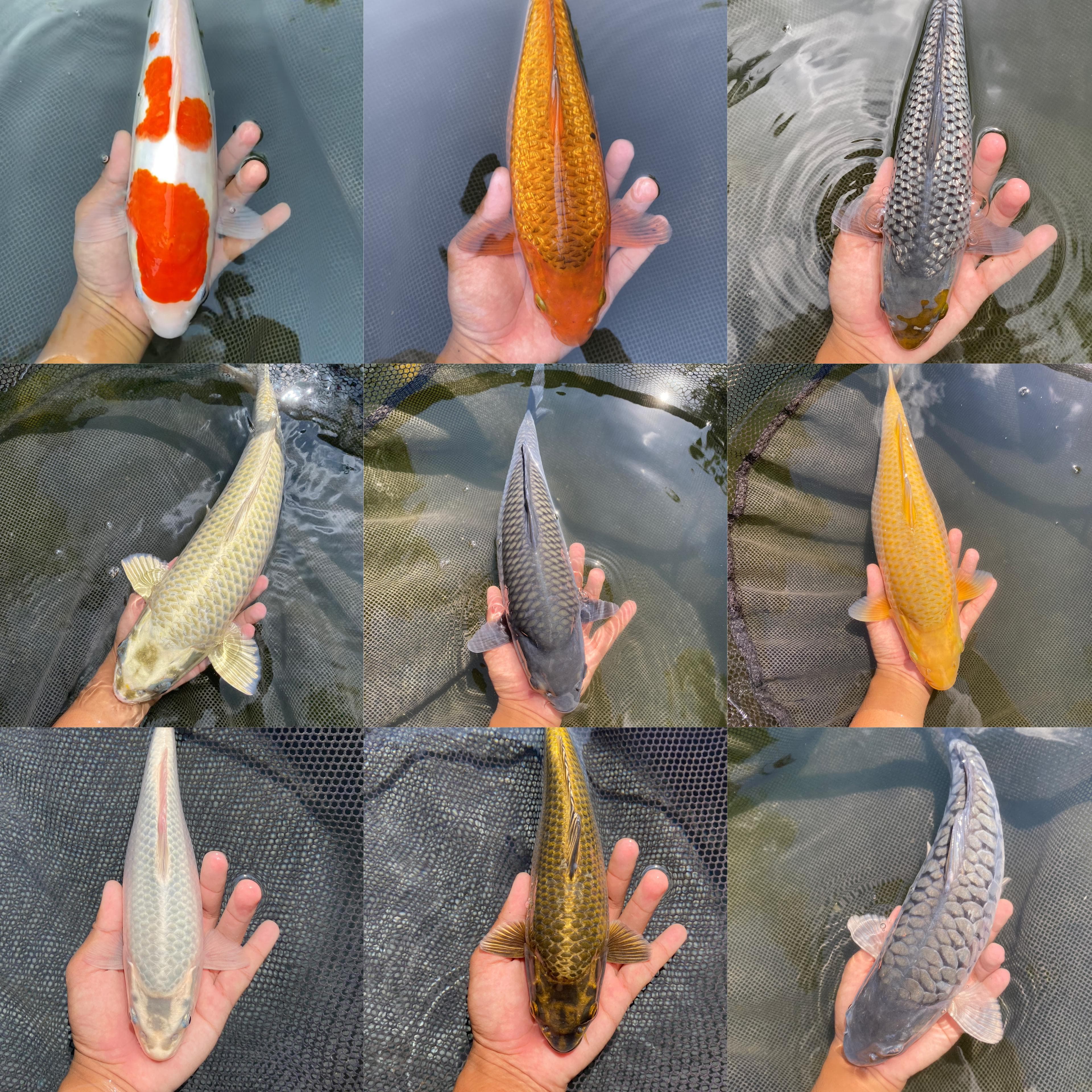 Lelang Koi Online, Jual Beli Ikan Koi, Pasar Koi Terbaik, Agen Lelang Koi, Penawaran Koi Berkualitas, Harga Jual Koi, Lelang Ikan Koi Import, Beli Koi Online, Jual Koi Murah, Koi Showroom, Penjual Koi Terpercaya, Lelang Koi Jakarta, Jual Koi Lokal, Koi Kualitas Unggul, Harga Terbaik Koi, Jual Koi Indukan, Lelang Ikan Hias Koi, Pasar Koi Indonesia, Beli Koi Berkualitas Tinggi, Koi Farm Terbesar, Jual Beli Koi Impor, Lelang Ikan Koi Kualitas Premium, Daftar Harga Koi Terbaru, Pusat Jual Beli Koi, Info Lelang Koi Hari Ini.