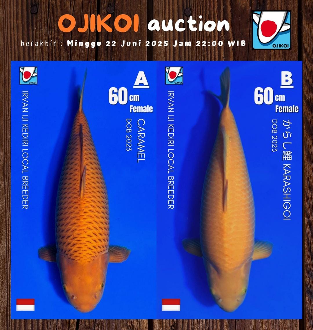 Lelang Koi Online, Jual Beli Ikan Koi, Pasar Koi Terbaik, Agen Lelang Koi, Penawaran Koi Berkualitas, Harga Jual Koi, Lelang Ikan Koi Import, Beli Koi Online, Jual Koi Murah, Koi Showroom, Penjual Koi Terpercaya, Lelang Koi Jakarta, Jual Koi Lokal, Koi Kualitas Unggul, Harga Terbaik Koi, Jual Koi Indukan, Lelang Ikan Hias Koi, Pasar Koi Indonesia, Beli Koi Berkualitas Tinggi, Koi Farm Terbesar, Jual Beli Koi Impor, Lelang Ikan Koi Kualitas Premium, Daftar Harga Koi Terbaru, Pusat Jual Beli Koi, Info Lelang Koi Hari Ini.