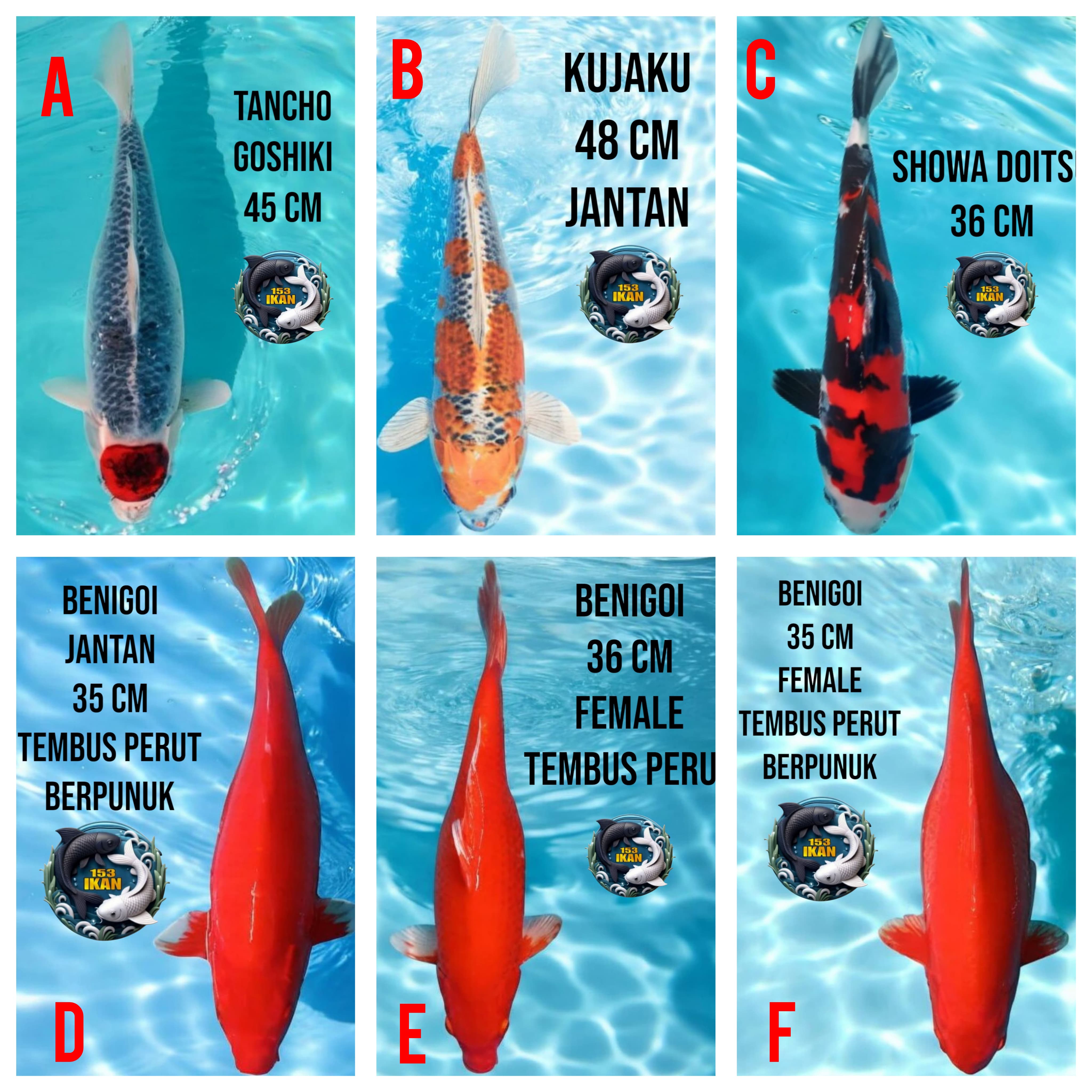 Lelang Koi Online, Jual Beli Ikan Koi, Pasar Koi Terbaik, Agen Lelang Koi, Penawaran Koi Berkualitas, Harga Jual Koi, Lelang Ikan Koi Import, Beli Koi Online, Jual Koi Murah, Koi Showroom, Penjual Koi Terpercaya, Lelang Koi Jakarta, Jual Koi Lokal, Koi Kualitas Unggul, Harga Terbaik Koi, Jual Koi Indukan, Lelang Ikan Hias Koi, Pasar Koi Indonesia, Beli Koi Berkualitas Tinggi, Koi Farm Terbesar, Jual Beli Koi Impor, Lelang Ikan Koi Kualitas Premium, Daftar Harga Koi Terbaru, Pusat Jual Beli Koi, Info Lelang Koi Hari Ini.
