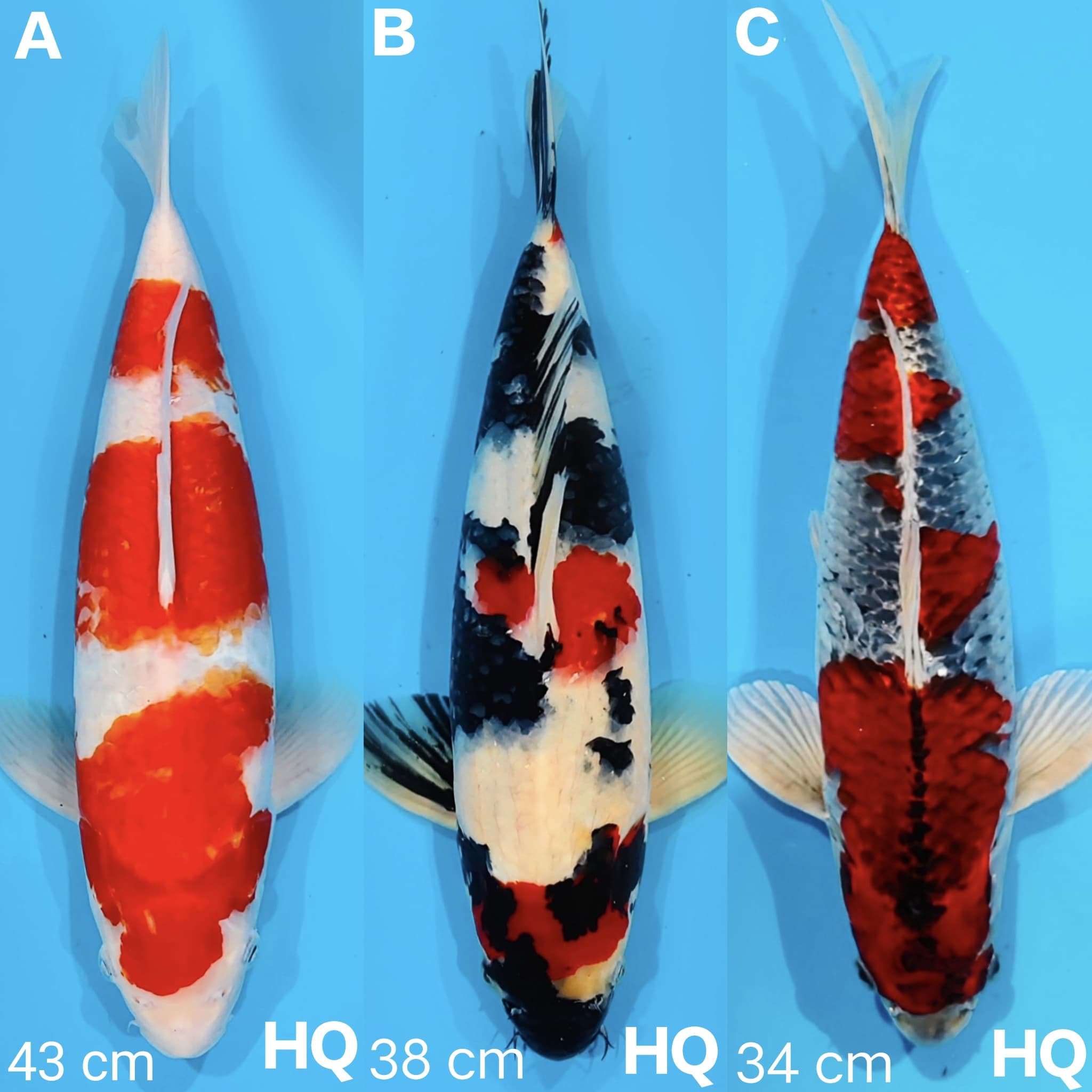Lelang Koi Online, Jual Beli Ikan Koi, Pasar Koi Terbaik, Agen Lelang Koi, Penawaran Koi Berkualitas, Harga Jual Koi, Lelang Ikan Koi Import, Beli Koi Online, Jual Koi Murah, Koi Showroom, Penjual Koi Terpercaya, Lelang Koi Jakarta, Jual Koi Lokal, Koi Kualitas Unggul, Harga Terbaik Koi, Jual Koi Indukan, Lelang Ikan Hias Koi, Pasar Koi Indonesia, Beli Koi Berkualitas Tinggi, Koi Farm Terbesar, Jual Beli Koi Impor, Lelang Ikan Koi Kualitas Premium, Daftar Harga Koi Terbaru, Pusat Jual Beli Koi, Info Lelang Koi Hari Ini.