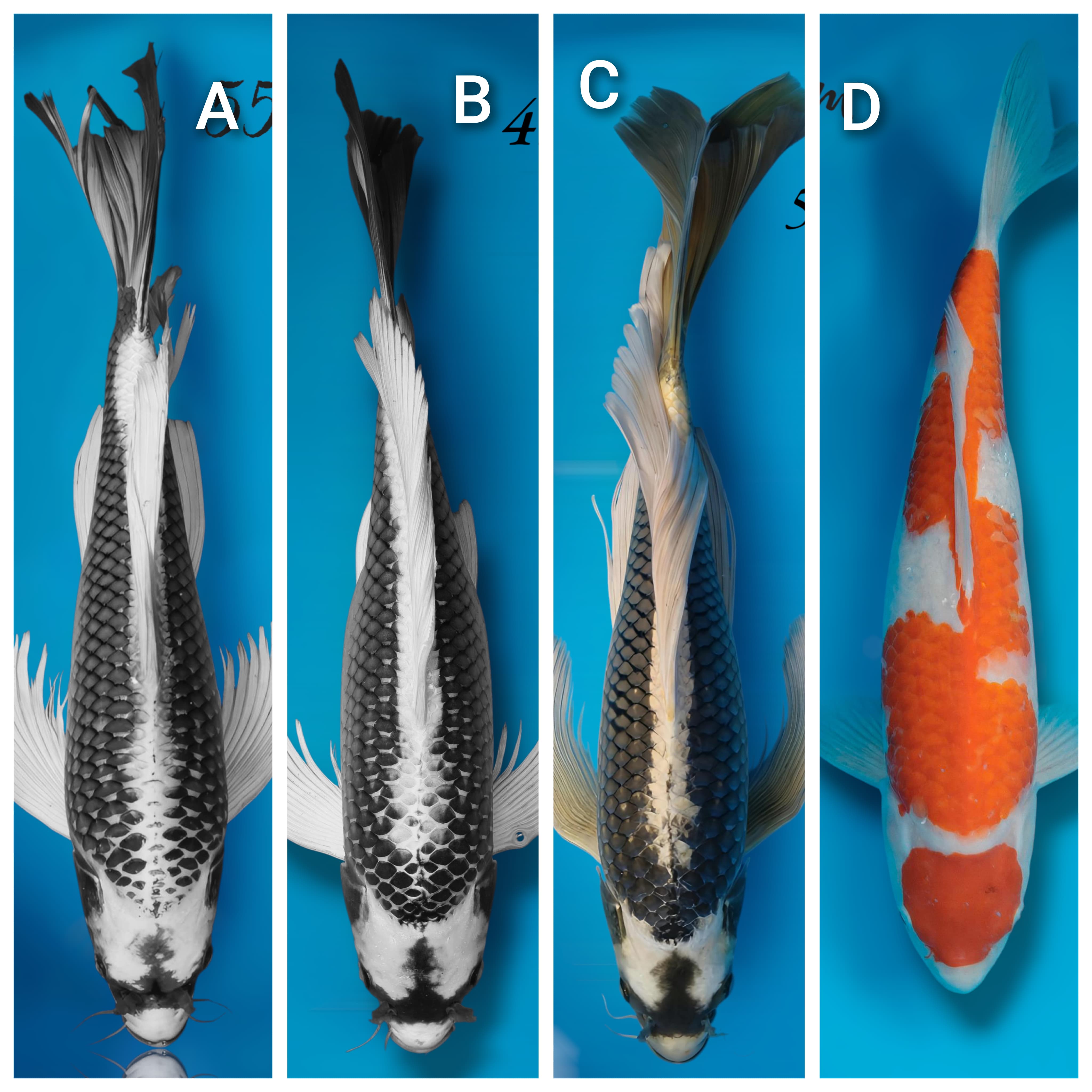 Lelang Koi Online, Jual Beli Ikan Koi, Pasar Koi Terbaik, Agen Lelang Koi, Penawaran Koi Berkualitas, Harga Jual Koi, Lelang Ikan Koi Import, Beli Koi Online, Jual Koi Murah, Koi Showroom, Penjual Koi Terpercaya, Lelang Koi Jakarta, Jual Koi Lokal, Koi Kualitas Unggul, Harga Terbaik Koi, Jual Koi Indukan, Lelang Ikan Hias Koi, Pasar Koi Indonesia, Beli Koi Berkualitas Tinggi, Koi Farm Terbesar, Jual Beli Koi Impor, Lelang Ikan Koi Kualitas Premium, Daftar Harga Koi Terbaru, Pusat Jual Beli Koi, Info Lelang Koi Hari Ini.