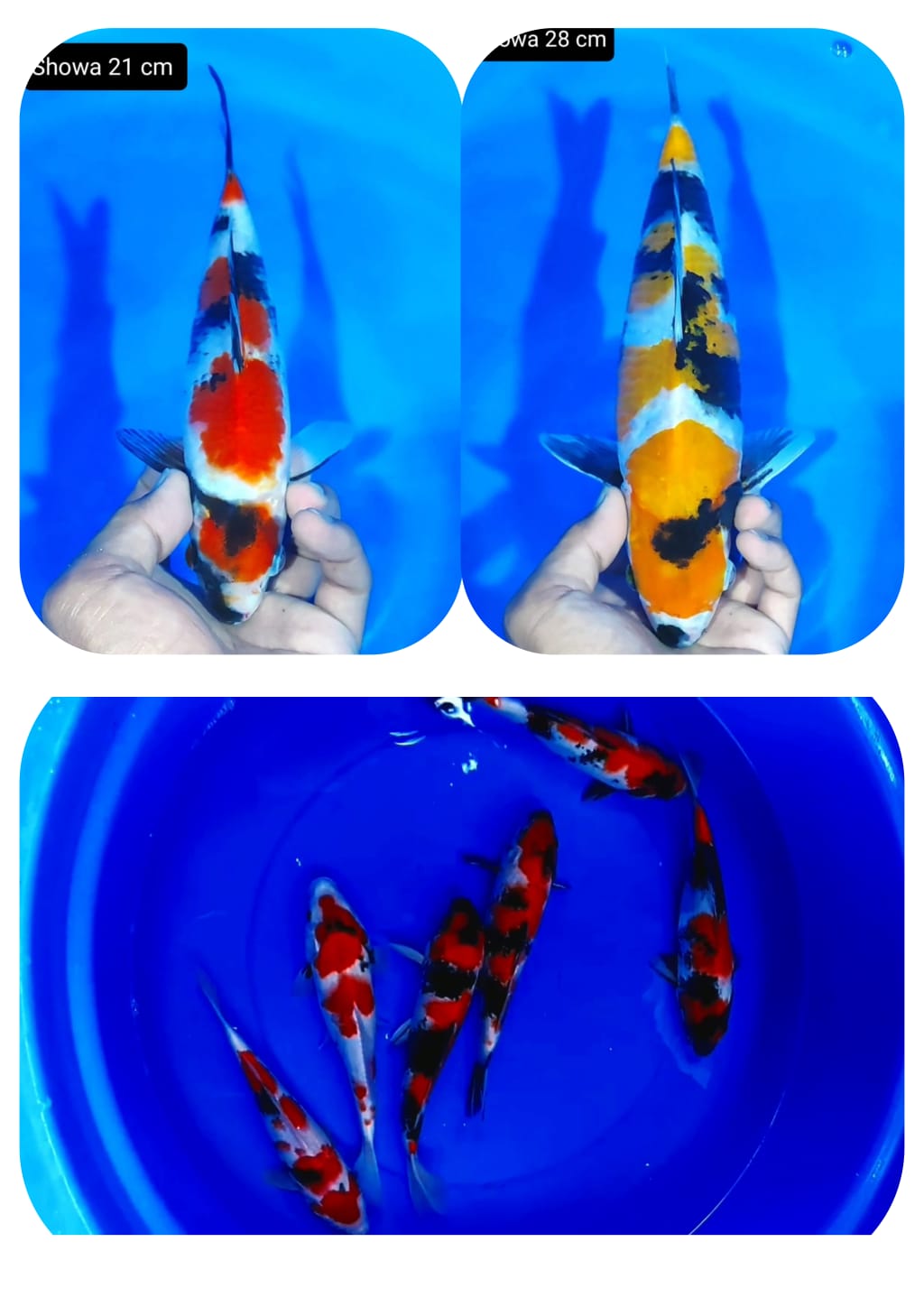 Lelang Koi Online, Jual Beli Ikan Koi, Pasar Koi Terbaik, Agen Lelang Koi, Penawaran Koi Berkualitas, Harga Jual Koi, Lelang Ikan Koi Import, Beli Koi Online, Jual Koi Murah, Koi Showroom, Penjual Koi Terpercaya, Lelang Koi Jakarta, Jual Koi Lokal, Koi Kualitas Unggul, Harga Terbaik Koi, Jual Koi Indukan, Lelang Ikan Hias Koi, Pasar Koi Indonesia, Beli Koi Berkualitas Tinggi, Koi Farm Terbesar, Jual Beli Koi Impor, Lelang Ikan Koi Kualitas Premium, Daftar Harga Koi Terbaru, Pusat Jual Beli Koi, Info Lelang Koi Hari Ini.