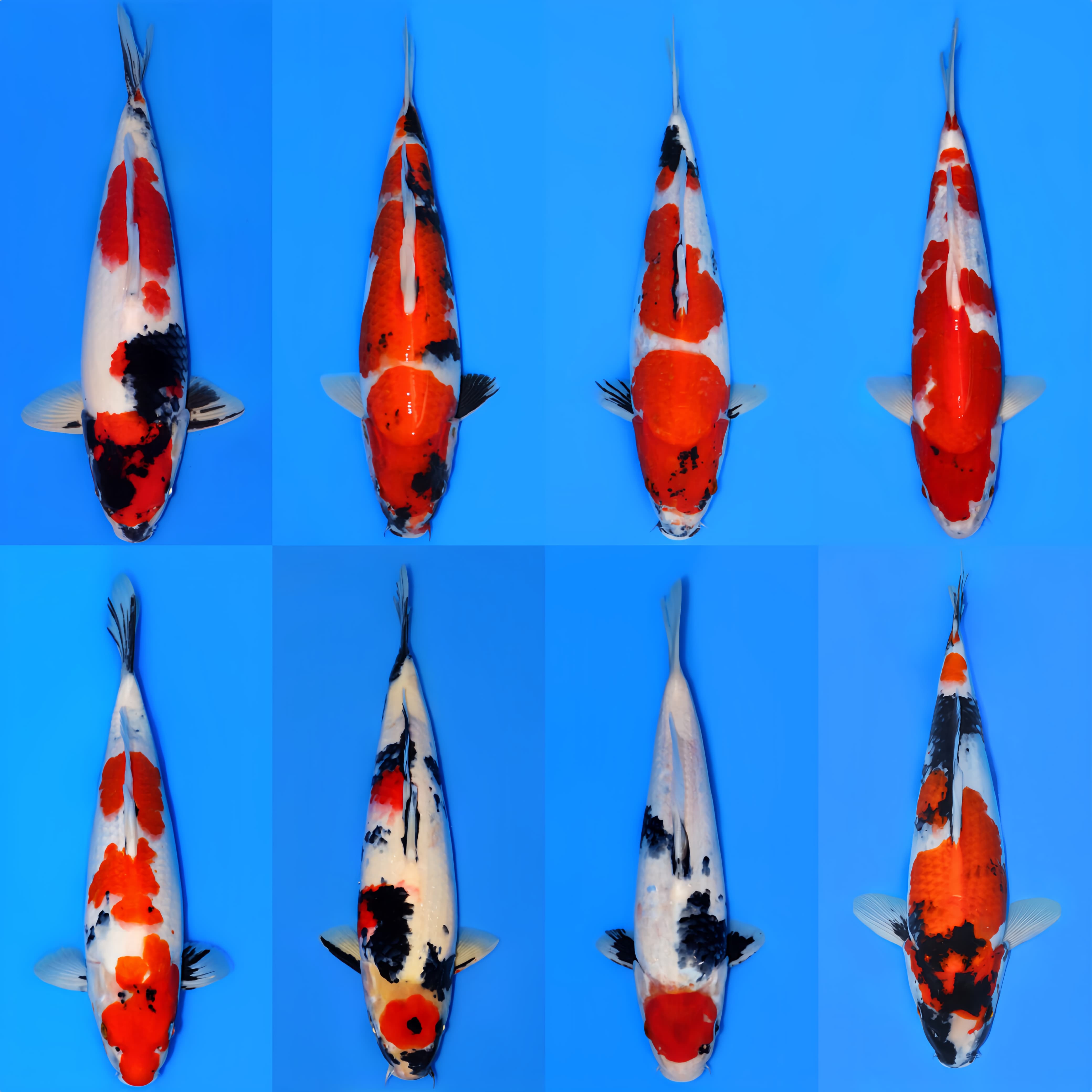 Lelang Koi Online, Jual Beli Ikan Koi, Pasar Koi Terbaik, Agen Lelang Koi, Penawaran Koi Berkualitas, Harga Jual Koi, Lelang Ikan Koi Import, Beli Koi Online, Jual Koi Murah, Koi Showroom, Penjual Koi Terpercaya, Lelang Koi Jakarta, Jual Koi Lokal, Koi Kualitas Unggul, Harga Terbaik Koi, Jual Koi Indukan, Lelang Ikan Hias Koi, Pasar Koi Indonesia, Beli Koi Berkualitas Tinggi, Koi Farm Terbesar, Jual Beli Koi Impor, Lelang Ikan Koi Kualitas Premium, Daftar Harga Koi Terbaru, Pusat Jual Beli Koi, Info Lelang Koi Hari Ini.
