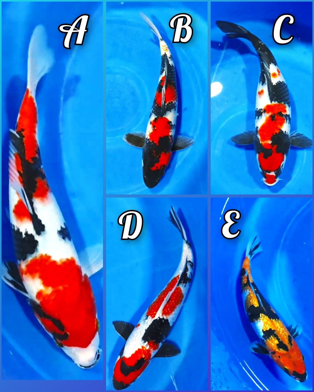 Lelang Koi Online, Jual Beli Ikan Koi, Pasar Koi Terbaik, Agen Lelang Koi, Penawaran Koi Berkualitas, Harga Jual Koi, Lelang Ikan Koi Import, Beli Koi Online, Jual Koi Murah, Koi Showroom, Penjual Koi Terpercaya, Lelang Koi Jakarta, Jual Koi Lokal, Koi Kualitas Unggul, Harga Terbaik Koi, Jual Koi Indukan, Lelang Ikan Hias Koi, Pasar Koi Indonesia, Beli Koi Berkualitas Tinggi, Koi Farm Terbesar, Jual Beli Koi Impor, Lelang Ikan Koi Kualitas Premium, Daftar Harga Koi Terbaru, Pusat Jual Beli Koi, Info Lelang Koi Hari Ini.