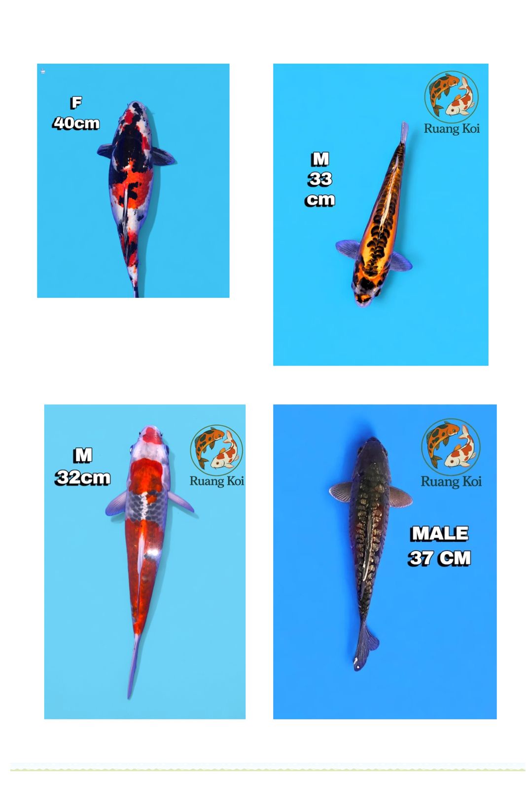 Lelang Koi Online, Jual Beli Ikan Koi, Pasar Koi Terbaik, Agen Lelang Koi, Penawaran Koi Berkualitas, Harga Jual Koi, Lelang Ikan Koi Import, Beli Koi Online, Jual Koi Murah, Koi Showroom, Penjual Koi Terpercaya, Lelang Koi Jakarta, Jual Koi Lokal, Koi Kualitas Unggul, Harga Terbaik Koi, Jual Koi Indukan, Lelang Ikan Hias Koi, Pasar Koi Indonesia, Beli Koi Berkualitas Tinggi, Koi Farm Terbesar, Jual Beli Koi Impor, Lelang Ikan Koi Kualitas Premium, Daftar Harga Koi Terbaru, Pusat Jual Beli Koi, Info Lelang Koi Hari Ini.
