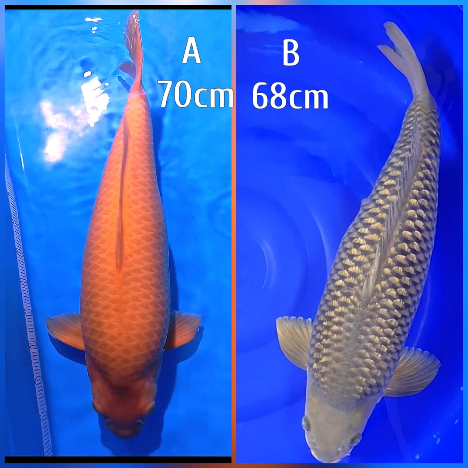 Lelang Koi Online, Jual Beli Ikan Koi, Pasar Koi Terbaik, Agen Lelang Koi, Penawaran Koi Berkualitas, Harga Jual Koi, Lelang Ikan Koi Import, Beli Koi Online, Jual Koi Murah, Koi Showroom, Penjual Koi Terpercaya, Lelang Koi Jakarta, Jual Koi Lokal, Koi Kualitas Unggul, Harga Terbaik Koi, Jual Koi Indukan, Lelang Ikan Hias Koi, Pasar Koi Indonesia, Beli Koi Berkualitas Tinggi, Koi Farm Terbesar, Jual Beli Koi Impor, Lelang Ikan Koi Kualitas Premium, Daftar Harga Koi Terbaru, Pusat Jual Beli Koi, Info Lelang Koi Hari Ini.
