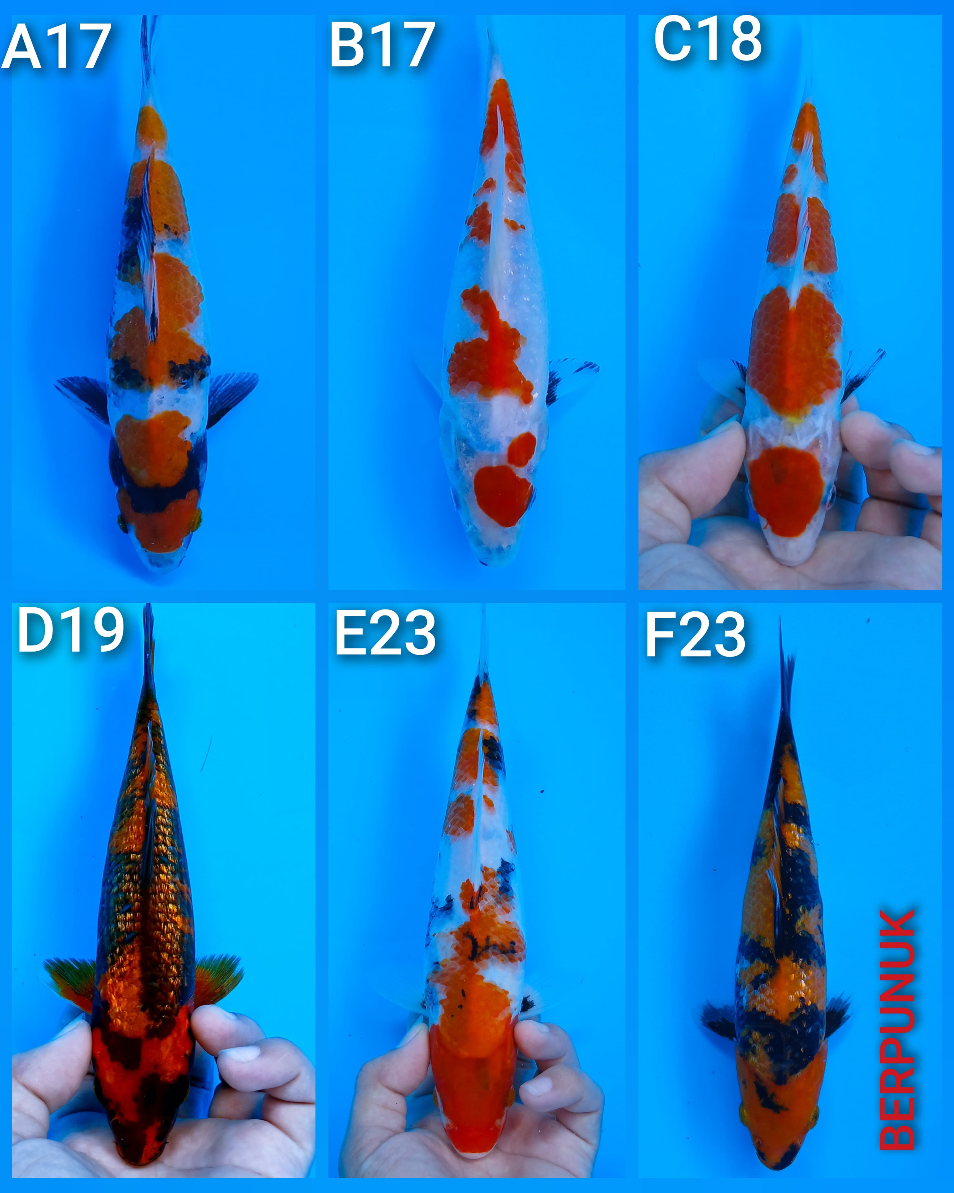 Lelang Koi Online, Jual Beli Ikan Koi, Pasar Koi Terbaik, Agen Lelang Koi, Penawaran Koi Berkualitas, Harga Jual Koi, Lelang Ikan Koi Import, Beli Koi Online, Jual Koi Murah, Koi Showroom, Penjual Koi Terpercaya, Lelang Koi Jakarta, Jual Koi Lokal, Koi Kualitas Unggul, Harga Terbaik Koi, Jual Koi Indukan, Lelang Ikan Hias Koi, Pasar Koi Indonesia, Beli Koi Berkualitas Tinggi, Koi Farm Terbesar, Jual Beli Koi Impor, Lelang Ikan Koi Kualitas Premium, Daftar Harga Koi Terbaru, Pusat Jual Beli Koi, Info Lelang Koi Hari Ini.