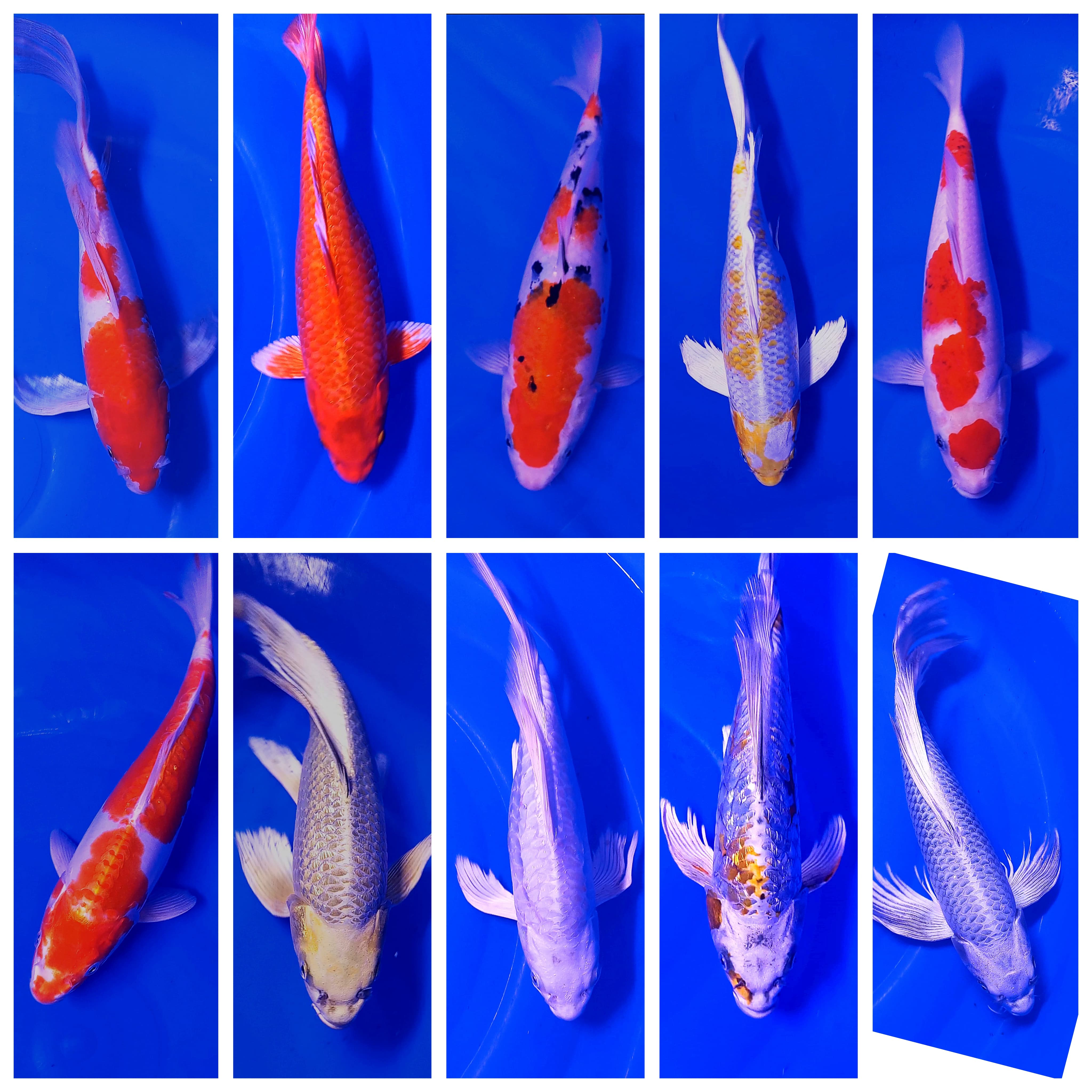 Lelang Koi Online, Jual Beli Ikan Koi, Pasar Koi Terbaik, Agen Lelang Koi, Penawaran Koi Berkualitas, Harga Jual Koi, Lelang Ikan Koi Import, Beli Koi Online, Jual Koi Murah, Koi Showroom, Penjual Koi Terpercaya, Lelang Koi Jakarta, Jual Koi Lokal, Koi Kualitas Unggul, Harga Terbaik Koi, Jual Koi Indukan, Lelang Ikan Hias Koi, Pasar Koi Indonesia, Beli Koi Berkualitas Tinggi, Koi Farm Terbesar, Jual Beli Koi Impor, Lelang Ikan Koi Kualitas Premium, Daftar Harga Koi Terbaru, Pusat Jual Beli Koi, Info Lelang Koi Hari Ini.
