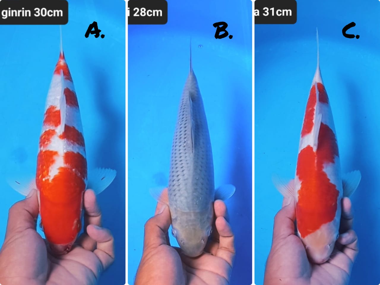 Lelang Koi Online, Jual Beli Ikan Koi, Pasar Koi Terbaik, Agen Lelang Koi, Penawaran Koi Berkualitas, Harga Jual Koi, Lelang Ikan Koi Import, Beli Koi Online, Jual Koi Murah, Koi Showroom, Penjual Koi Terpercaya, Lelang Koi Jakarta, Jual Koi Lokal, Koi Kualitas Unggul, Harga Terbaik Koi, Jual Koi Indukan, Lelang Ikan Hias Koi, Pasar Koi Indonesia, Beli Koi Berkualitas Tinggi, Koi Farm Terbesar, Jual Beli Koi Impor, Lelang Ikan Koi Kualitas Premium, Daftar Harga Koi Terbaru, Pusat Jual Beli Koi, Info Lelang Koi Hari Ini.