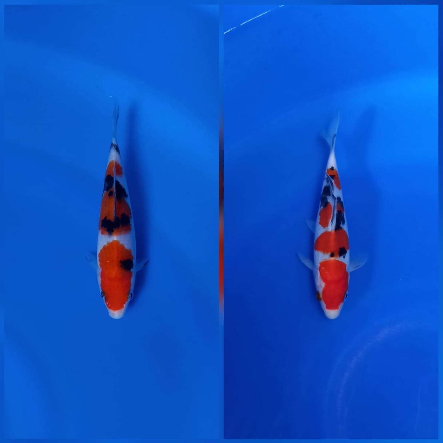 Lelang Koi Online, Jual Beli Ikan Koi, Pasar Koi Terbaik, Agen Lelang Koi, Penawaran Koi Berkualitas, Harga Jual Koi, Lelang Ikan Koi Import, Beli Koi Online, Jual Koi Murah, Koi Showroom, Penjual Koi Terpercaya, Lelang Koi Jakarta, Jual Koi Lokal, Koi Kualitas Unggul, Harga Terbaik Koi, Jual Koi Indukan, Lelang Ikan Hias Koi, Pasar Koi Indonesia, Beli Koi Berkualitas Tinggi, Koi Farm Terbesar, Jual Beli Koi Impor, Lelang Ikan Koi Kualitas Premium, Daftar Harga Koi Terbaru, Pusat Jual Beli Koi, Info Lelang Koi Hari Ini.