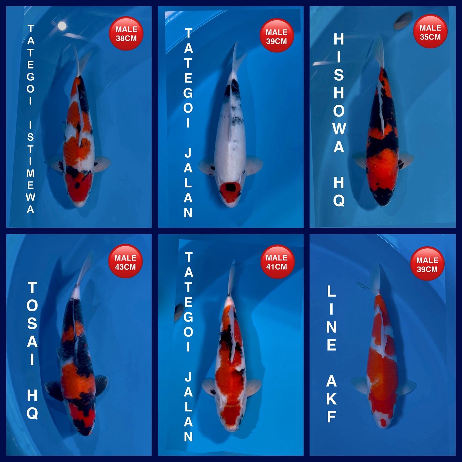 Lelang Koi Online, Jual Beli Ikan Koi, Pasar Koi Terbaik, Agen Lelang Koi, Penawaran Koi Berkualitas, Harga Jual Koi, Lelang Ikan Koi Import, Beli Koi Online, Jual Koi Murah, Koi Showroom, Penjual Koi Terpercaya, Lelang Koi Jakarta, Jual Koi Lokal, Koi Kualitas Unggul, Harga Terbaik Koi, Jual Koi Indukan, Lelang Ikan Hias Koi, Pasar Koi Indonesia, Beli Koi Berkualitas Tinggi, Koi Farm Terbesar, Jual Beli Koi Impor, Lelang Ikan Koi Kualitas Premium, Daftar Harga Koi Terbaru, Pusat Jual Beli Koi, Info Lelang Koi Hari Ini.