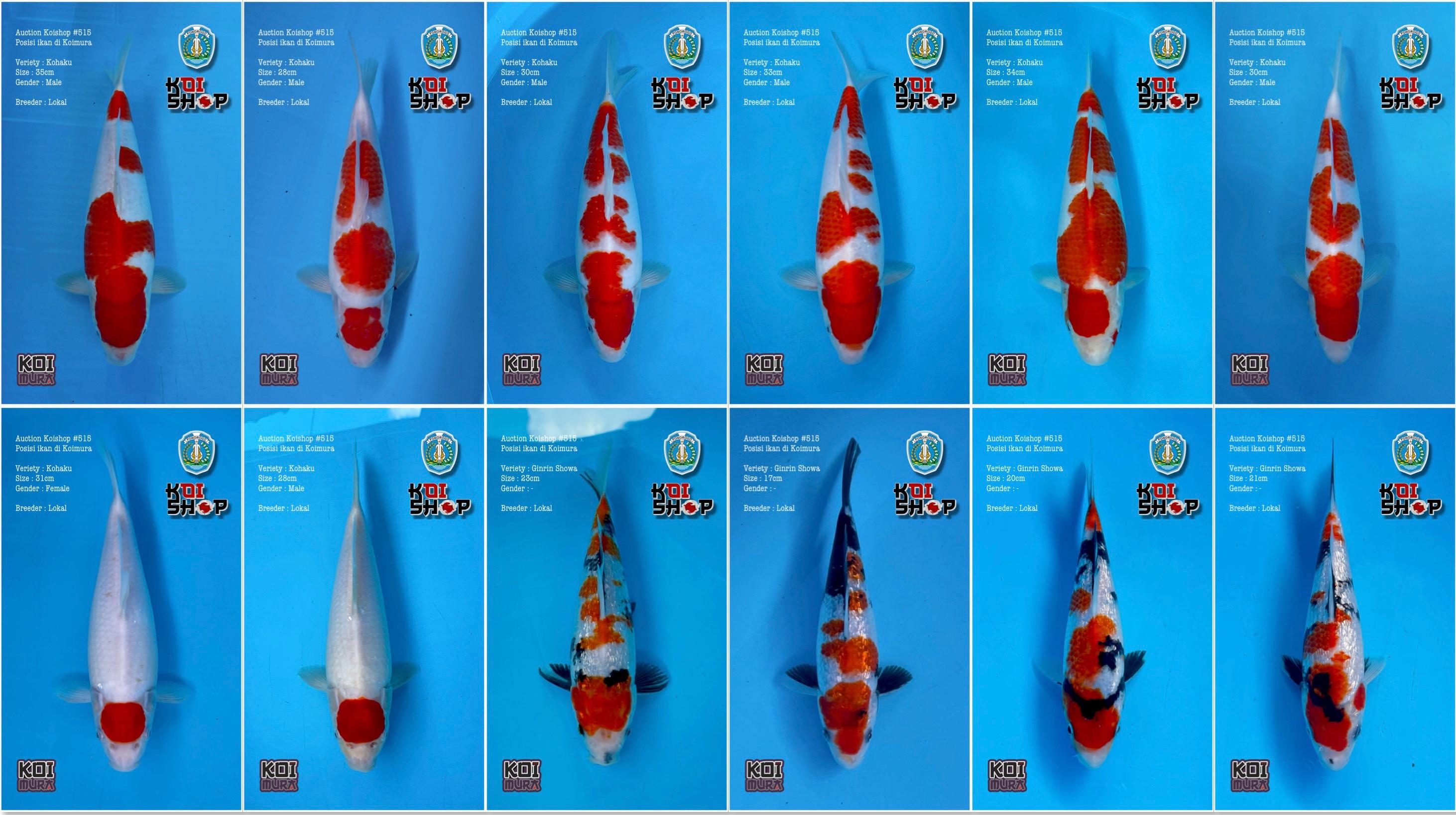 Lelang Koi Online, Jual Beli Ikan Koi, Pasar Koi Terbaik, Agen Lelang Koi, Penawaran Koi Berkualitas, Harga Jual Koi, Lelang Ikan Koi Import, Beli Koi Online, Jual Koi Murah, Koi Showroom, Penjual Koi Terpercaya, Lelang Koi Jakarta, Jual Koi Lokal, Koi Kualitas Unggul, Harga Terbaik Koi, Jual Koi Indukan, Lelang Ikan Hias Koi, Pasar Koi Indonesia, Beli Koi Berkualitas Tinggi, Koi Farm Terbesar, Jual Beli Koi Impor, Lelang Ikan Koi Kualitas Premium, Daftar Harga Koi Terbaru, Pusat Jual Beli Koi, Info Lelang Koi Hari Ini.