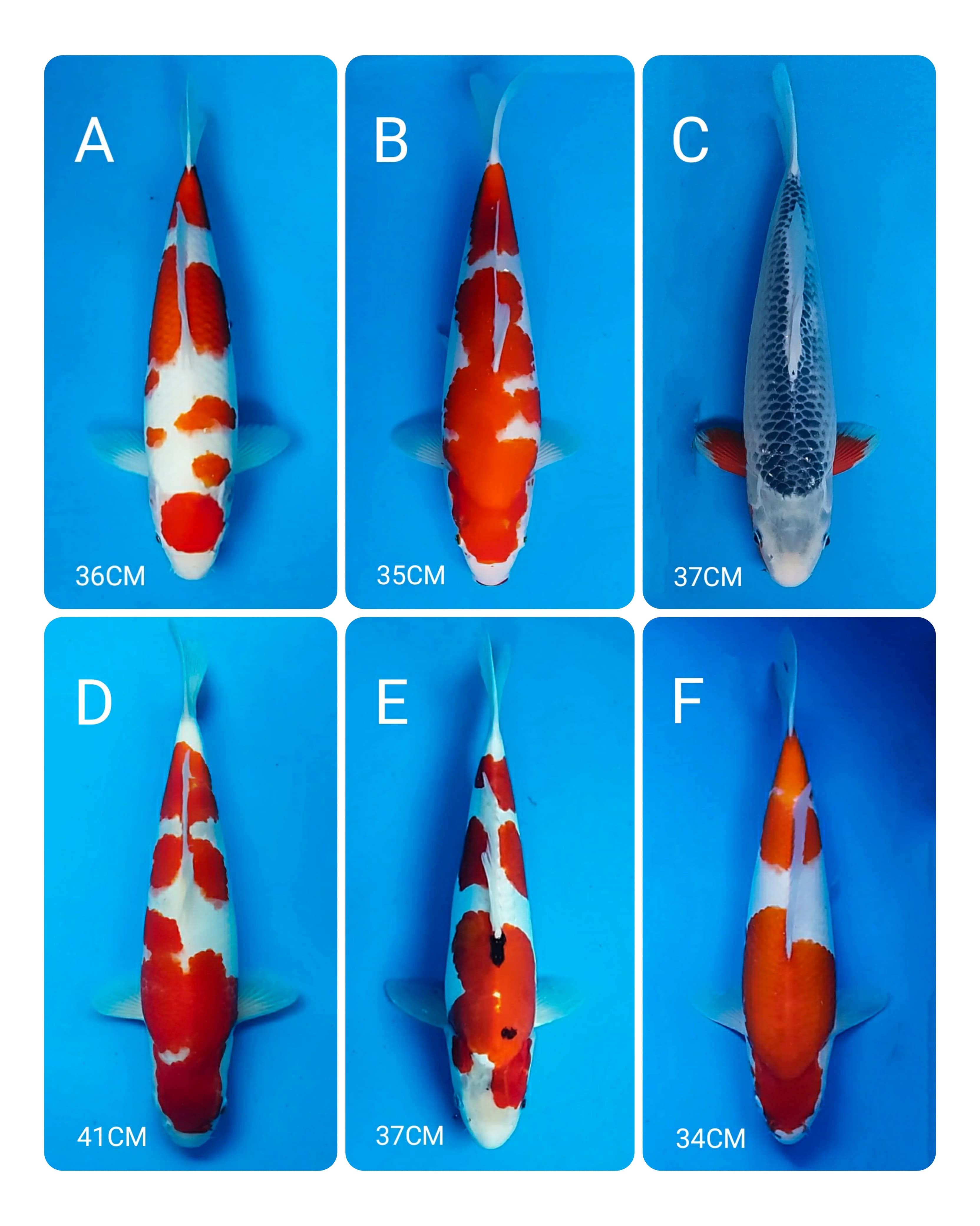 Lelang Koi Online, Jual Beli Ikan Koi, Pasar Koi Terbaik, Agen Lelang Koi, Penawaran Koi Berkualitas, Harga Jual Koi, Lelang Ikan Koi Import, Beli Koi Online, Jual Koi Murah, Koi Showroom, Penjual Koi Terpercaya, Lelang Koi Jakarta, Jual Koi Lokal, Koi Kualitas Unggul, Harga Terbaik Koi, Jual Koi Indukan, Lelang Ikan Hias Koi, Pasar Koi Indonesia, Beli Koi Berkualitas Tinggi, Koi Farm Terbesar, Jual Beli Koi Impor, Lelang Ikan Koi Kualitas Premium, Daftar Harga Koi Terbaru, Pusat Jual Beli Koi, Info Lelang Koi Hari Ini.