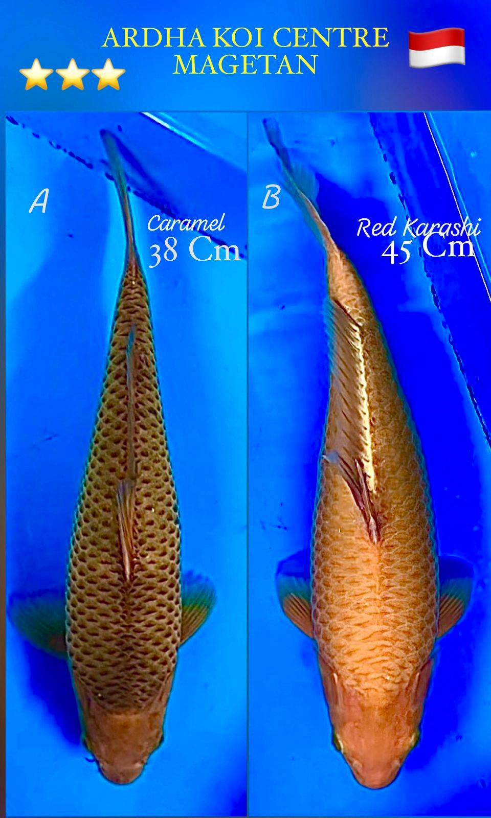 Lelang Koi Online, Jual Beli Ikan Koi, Pasar Koi Terbaik, Agen Lelang Koi, Penawaran Koi Berkualitas, Harga Jual Koi, Lelang Ikan Koi Import, Beli Koi Online, Jual Koi Murah, Koi Showroom, Penjual Koi Terpercaya, Lelang Koi Jakarta, Jual Koi Lokal, Koi Kualitas Unggul, Harga Terbaik Koi, Jual Koi Indukan, Lelang Ikan Hias Koi, Pasar Koi Indonesia, Beli Koi Berkualitas Tinggi, Koi Farm Terbesar, Jual Beli Koi Impor, Lelang Ikan Koi Kualitas Premium, Daftar Harga Koi Terbaru, Pusat Jual Beli Koi, Info Lelang Koi Hari Ini.